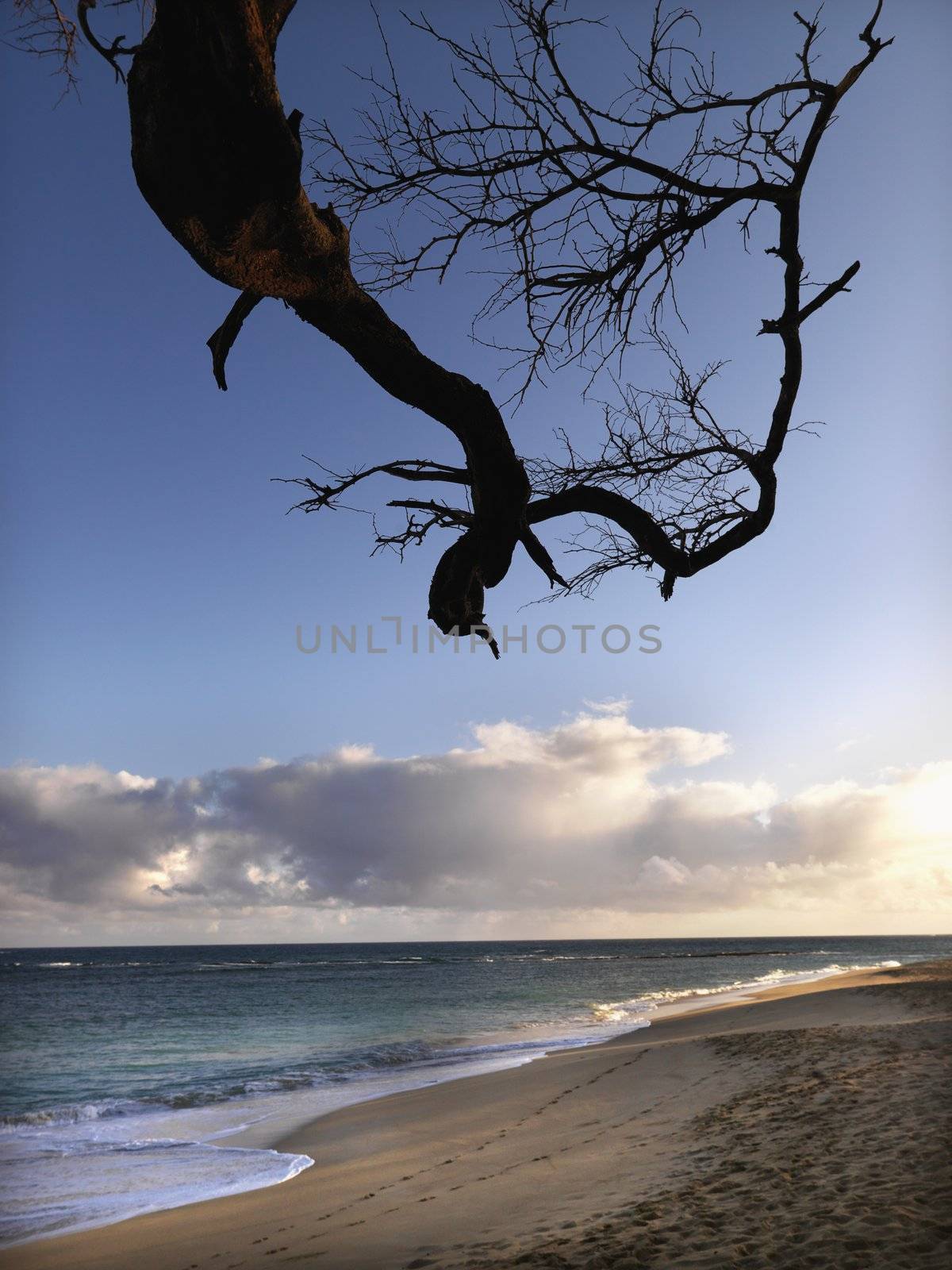 Maui Hawaii beach with branch by iofoto