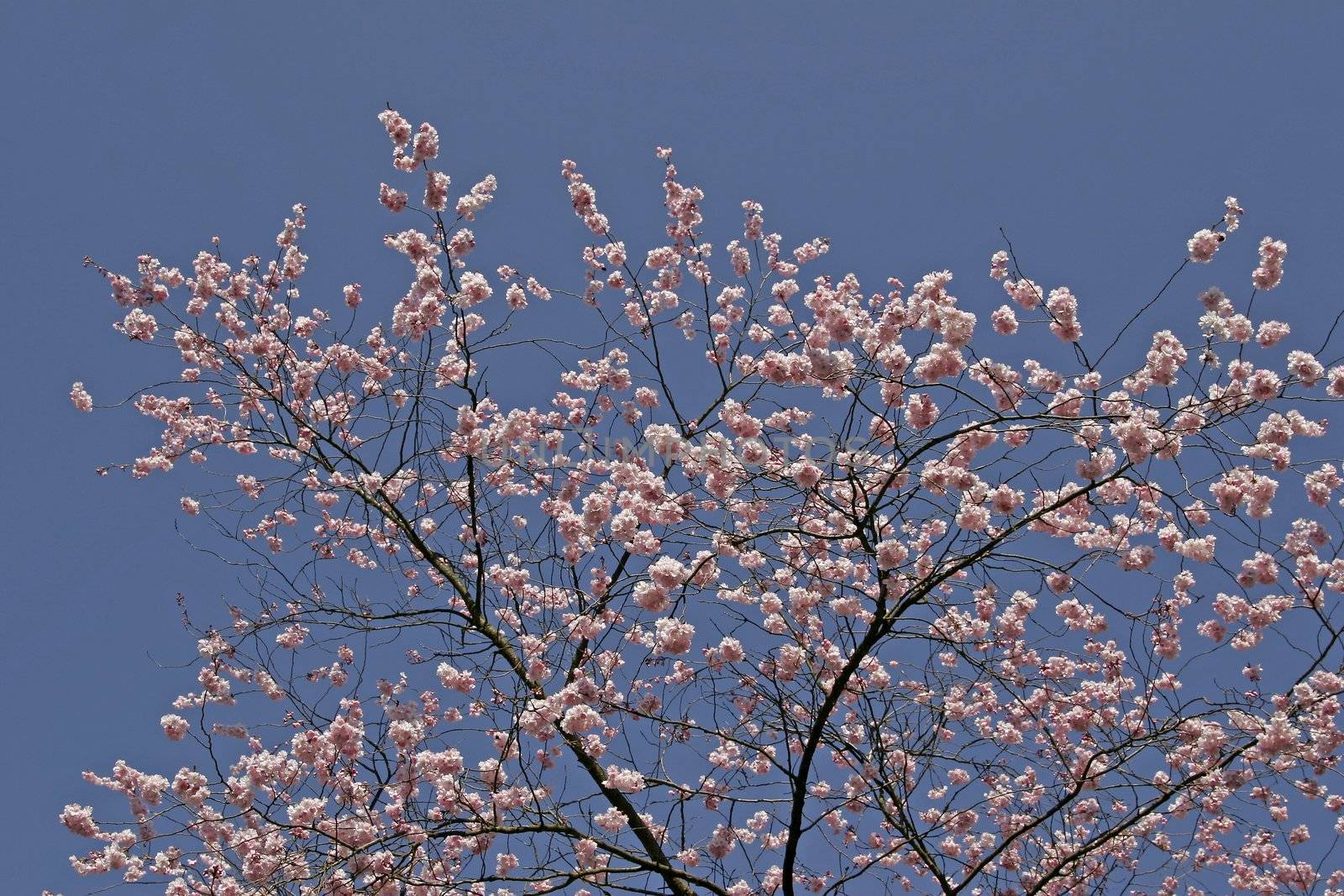 Prunus, Japanese Cherry tree in spring.
Prunus, Japanische Zierkirsche, Frühling.