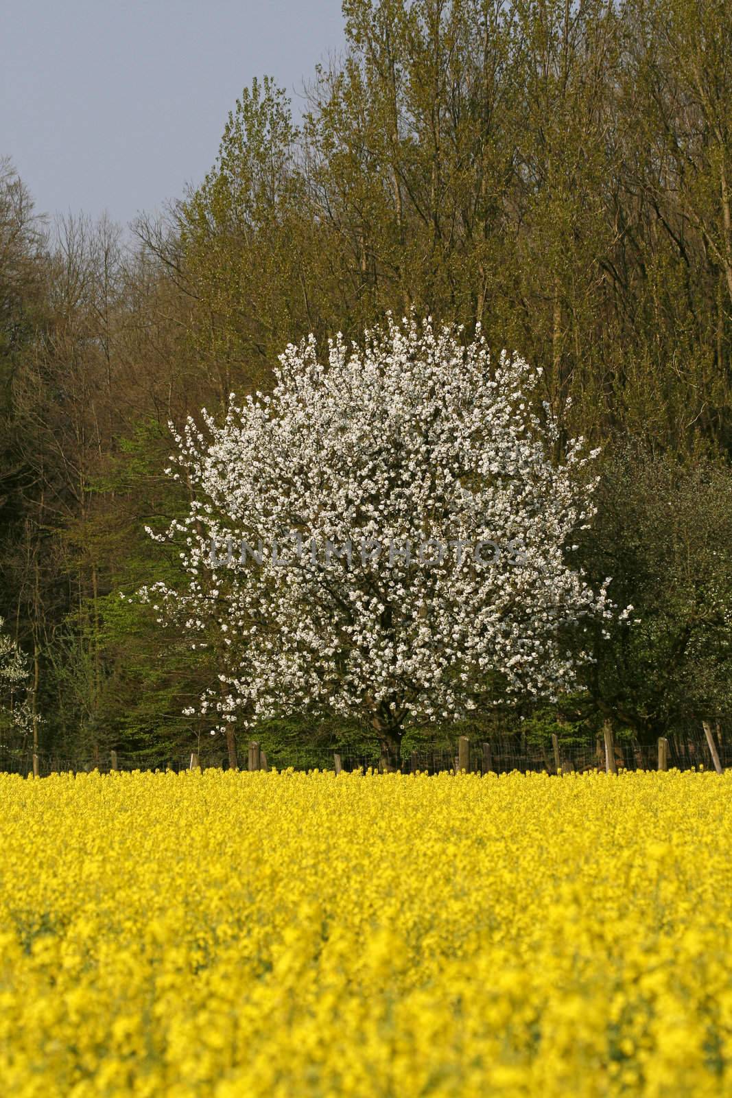 Prunus, cherry tree with Rapeseed, near Hagen, Lower Saxony, Germany