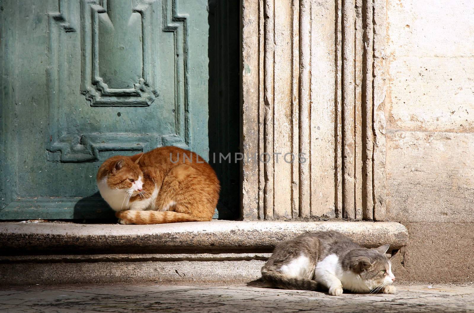 Two cats on old stairs – Old Town in Dubrovnik - Croatia