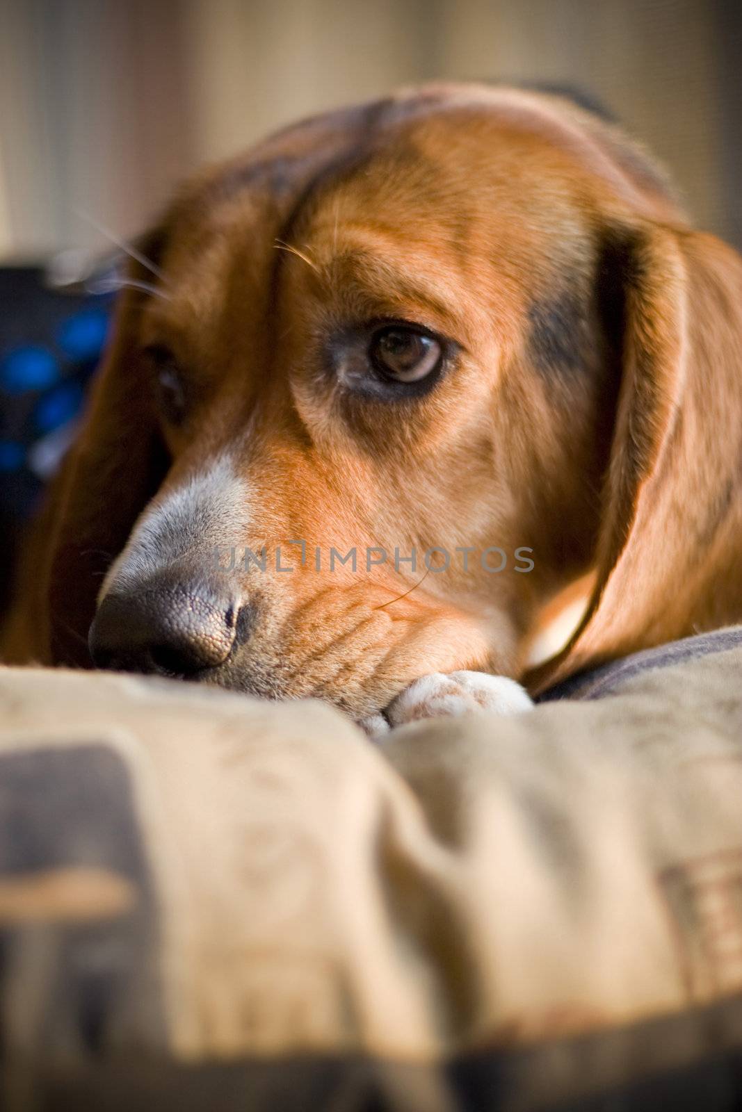sleepy beagle by graficallyminded