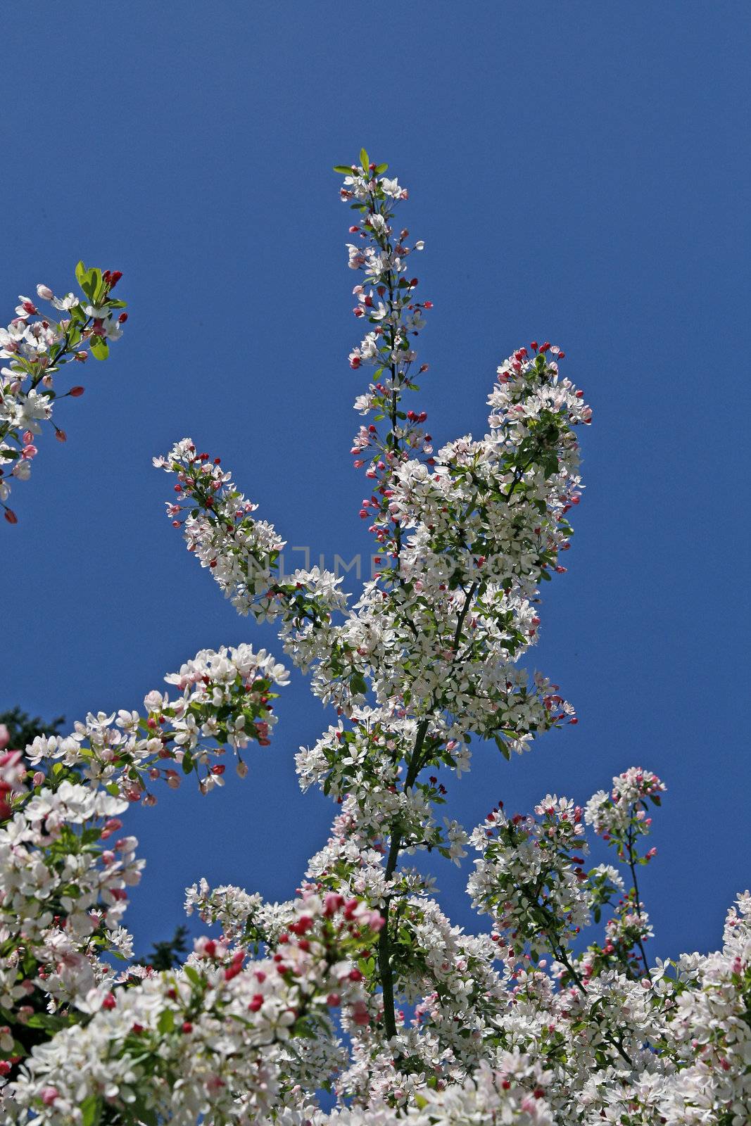 Cherry tree in spring. Kirschbaumblüte