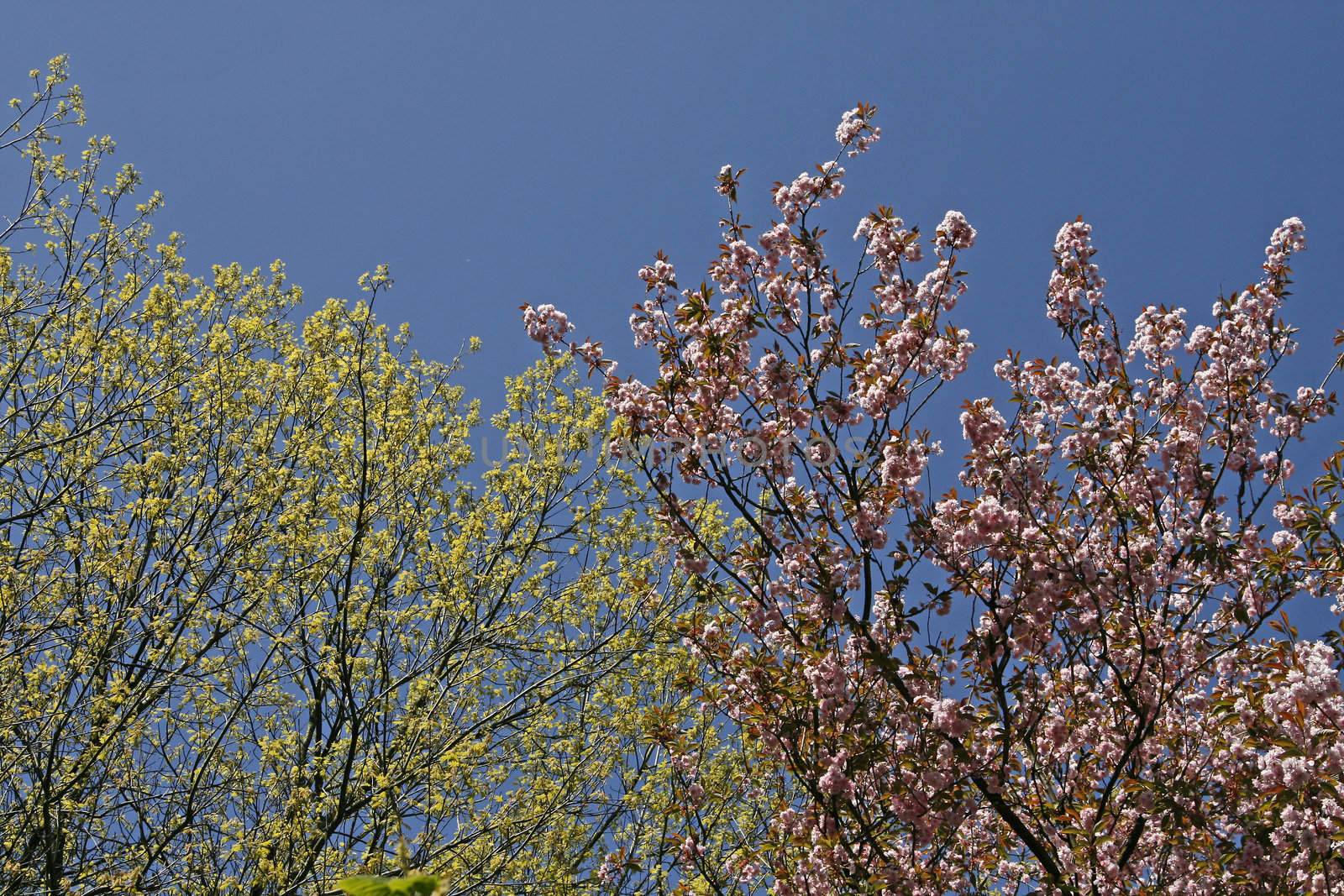 Prunus, Japanese Cherry tree in spring. Kirschbaum