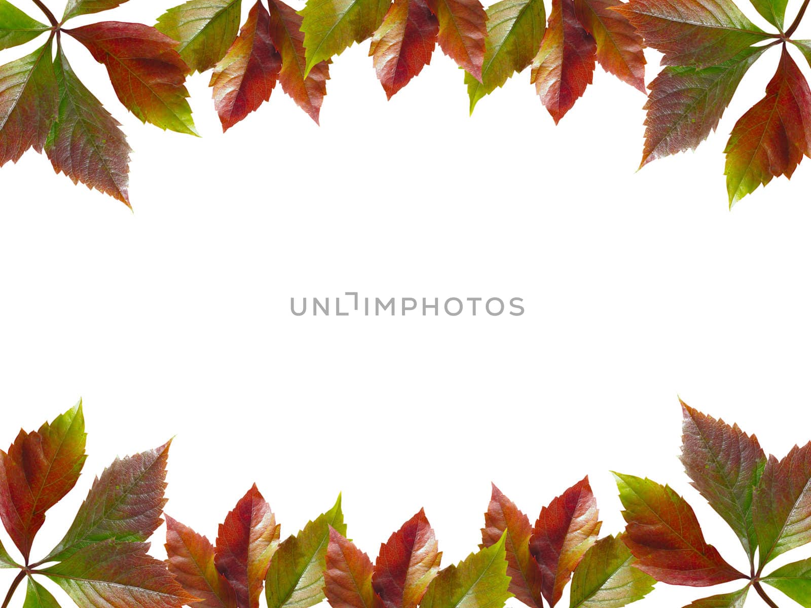 Frame of autumn leaves by Kriblikrabli