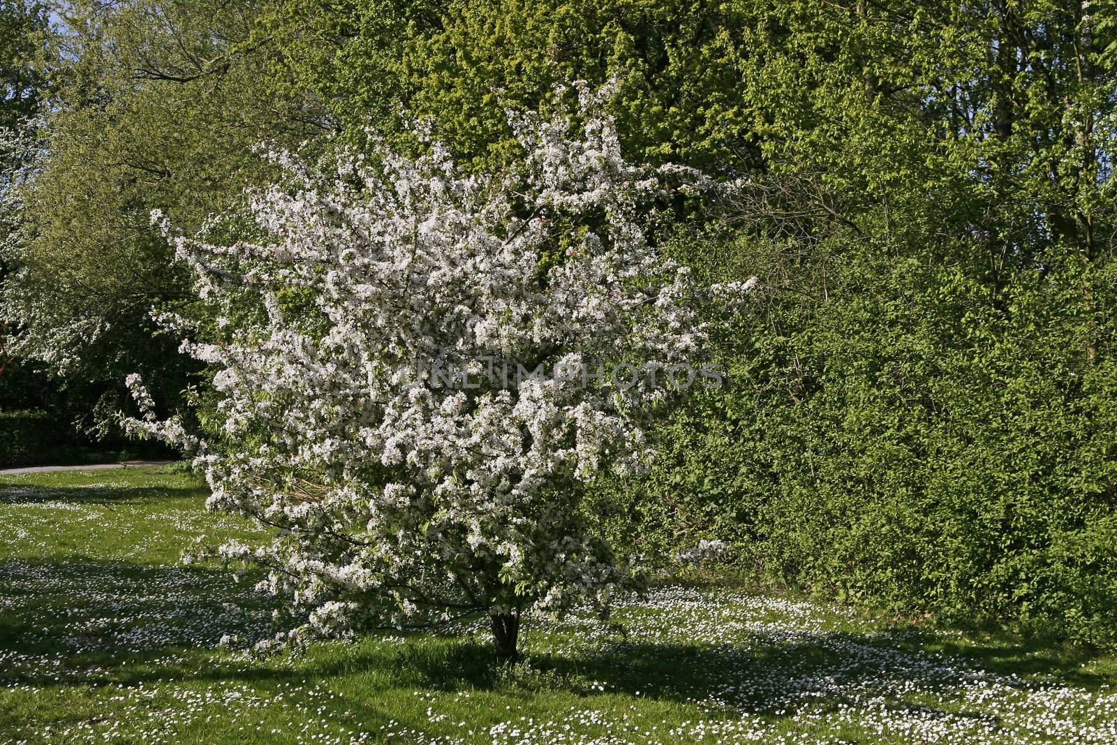 Cherry tree in spring near Bad Laer, Osnabrücker Land, Lower Saxony, Germany. Kirschbaumblüte. Bad Laer, Kirschbaum im Kurpark