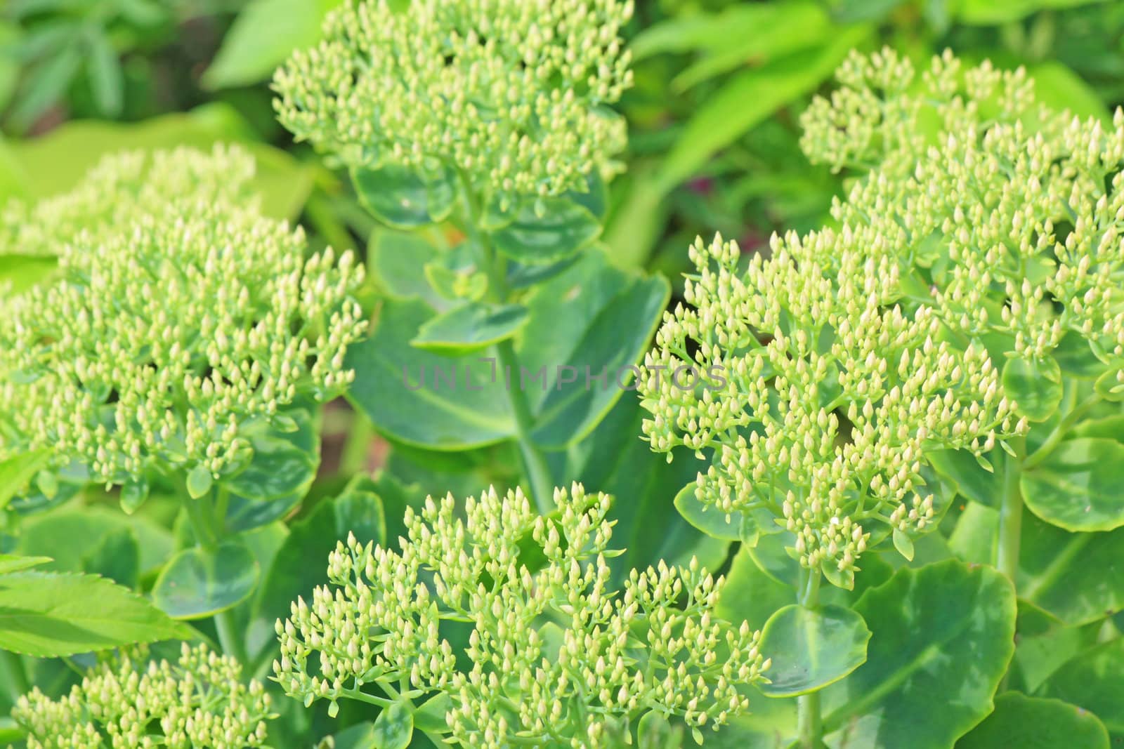 Close up of the green sedum. Green background. Summertime.