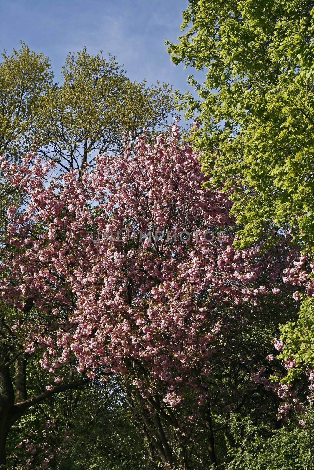 Japanese Cherry tree in spring by Natureandmore