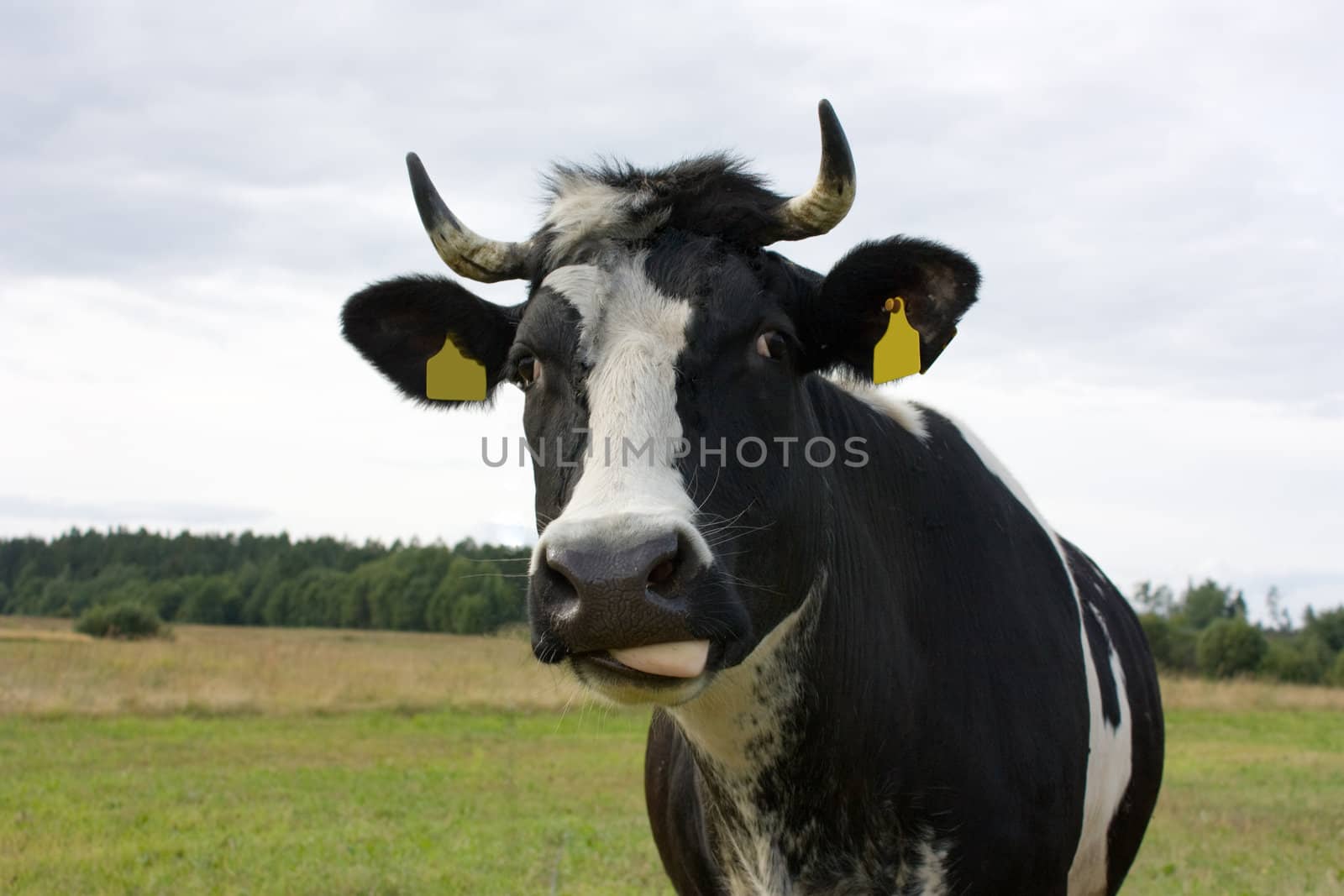 curious cow