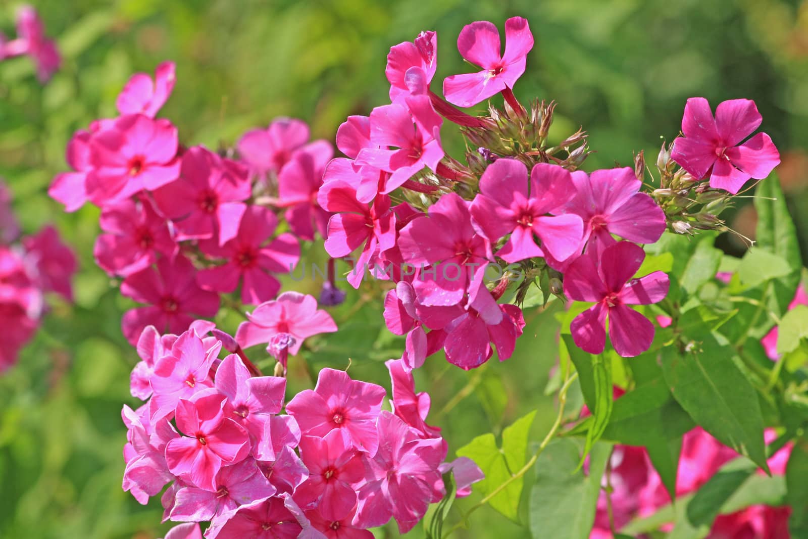 Close up of the pink phlox blossoms.