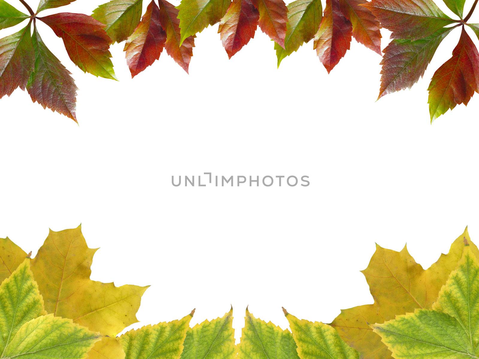 Leaves frame by Kriblikrabli