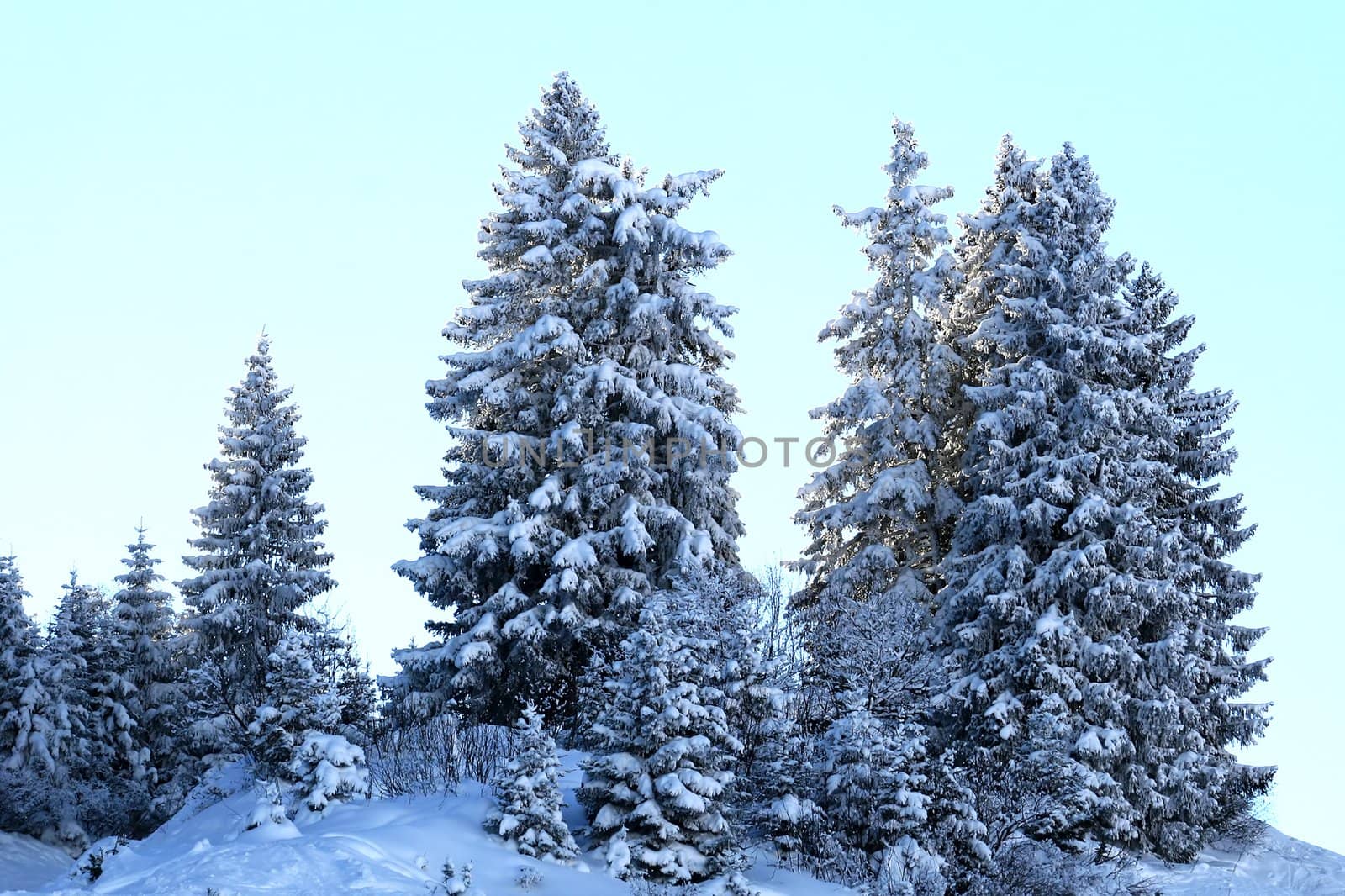 Pine Trees by monner