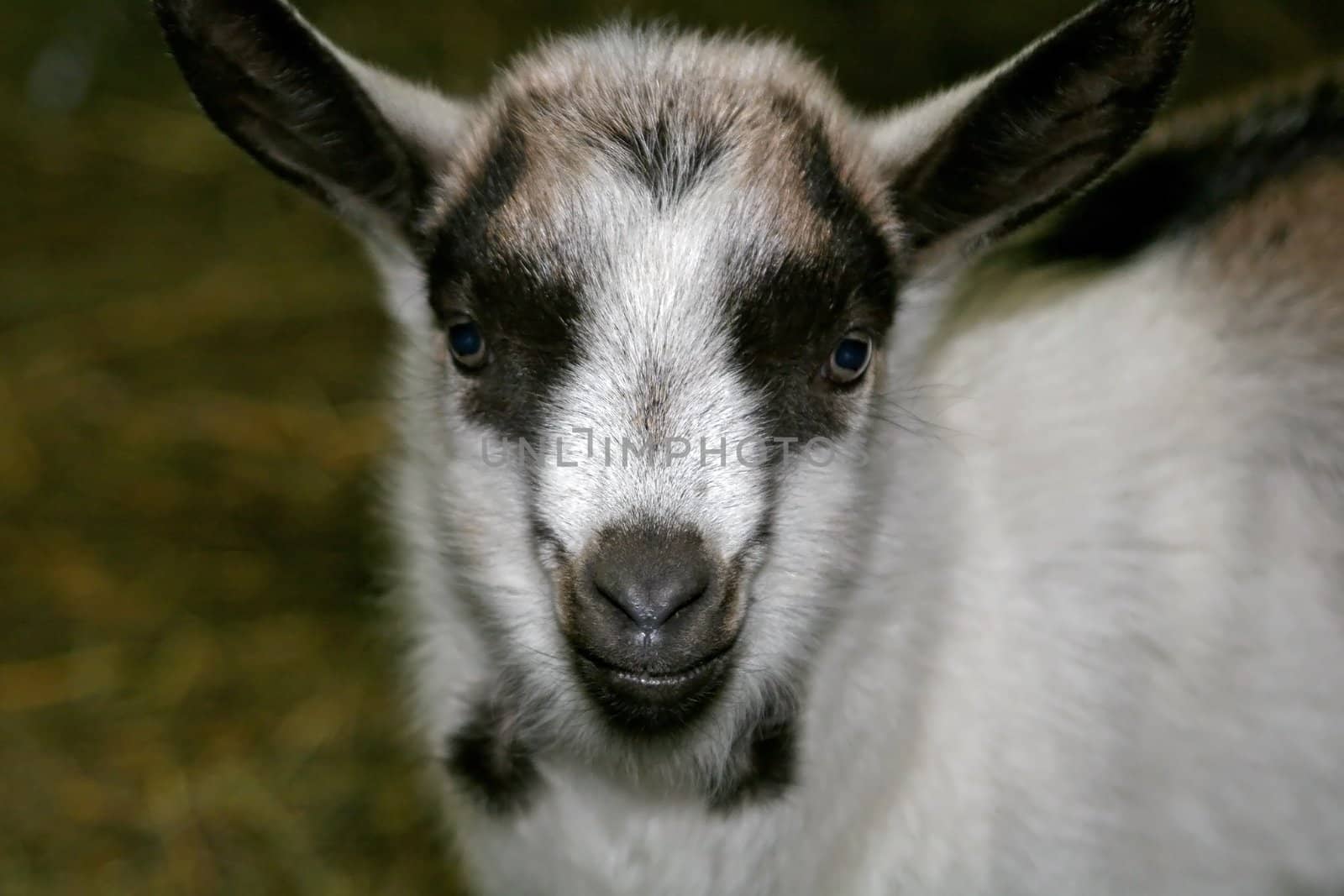 Young Goat by monner