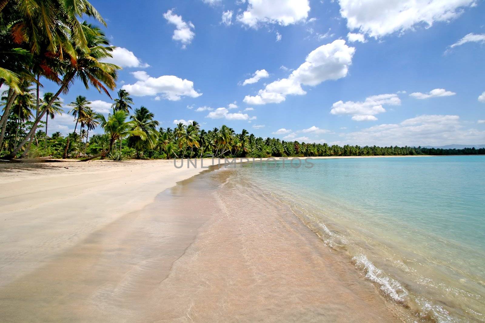Dream beach paradise with coconut palm trees