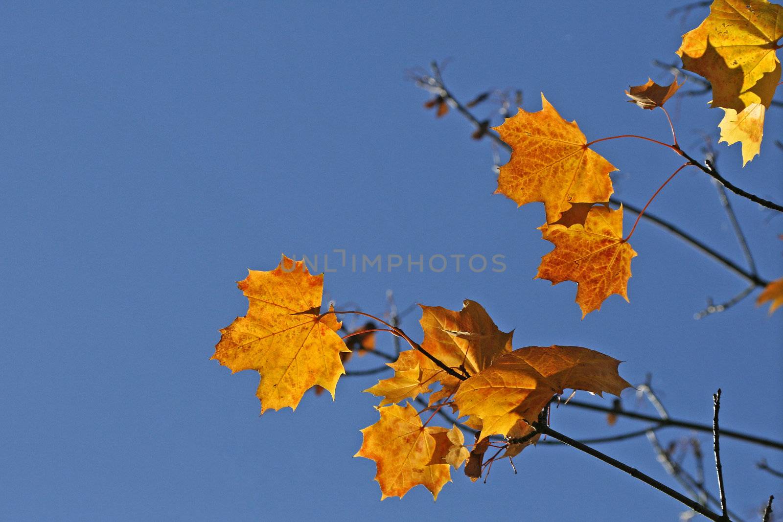 Leaves of Acer in autumn by Natureandmore