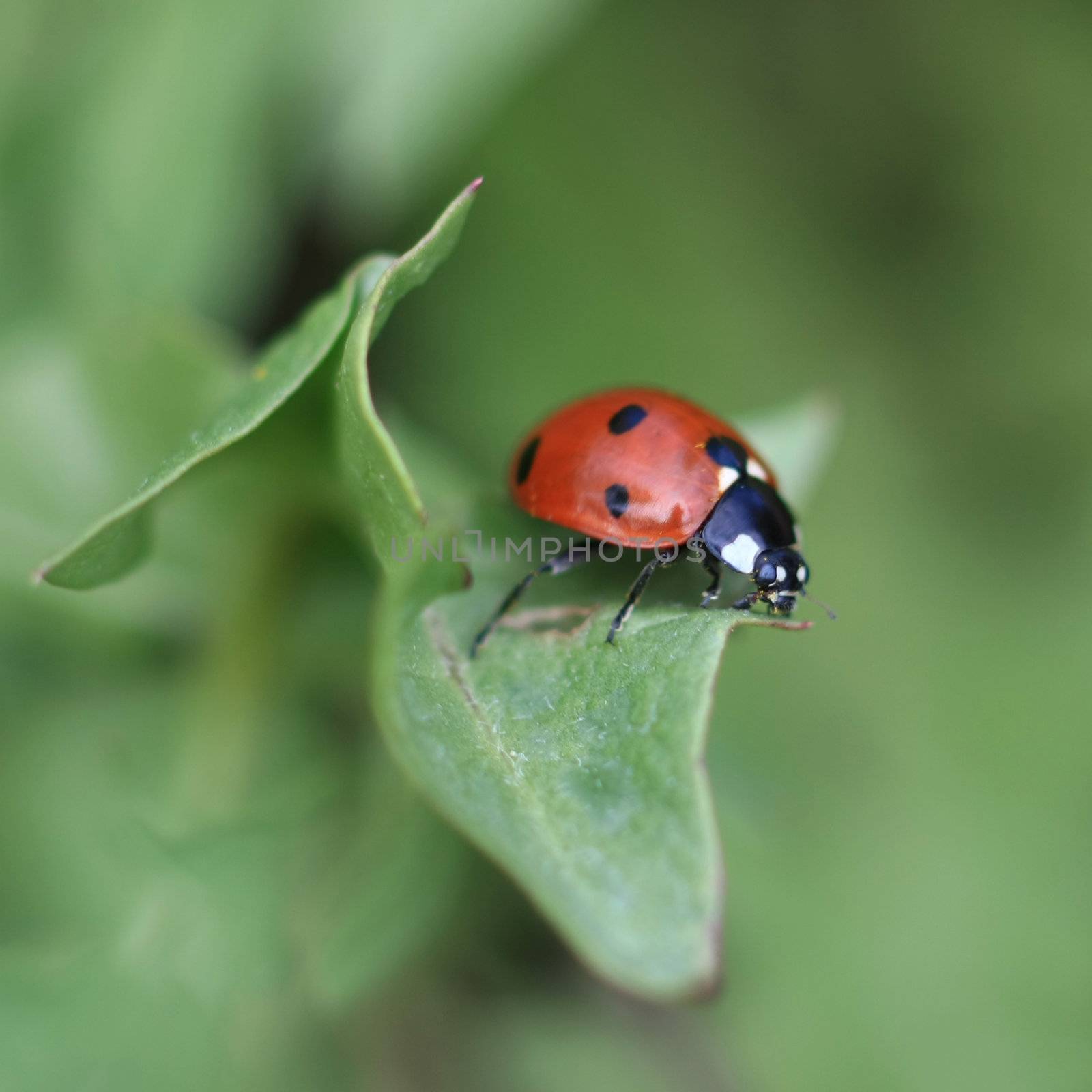 Colorful ladybug crawling on a leaf