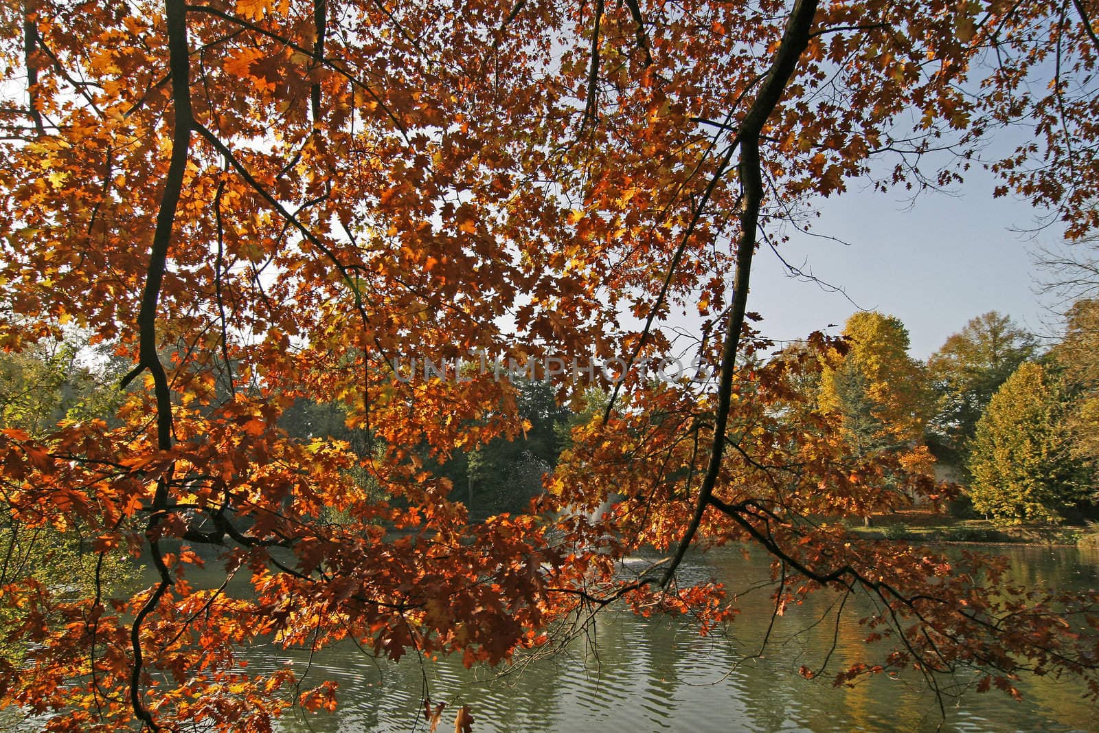 Red Oak in the autumn near Georgsmarienhütte, Osnabrücker Land, Germany. Roteiche im Herbst.