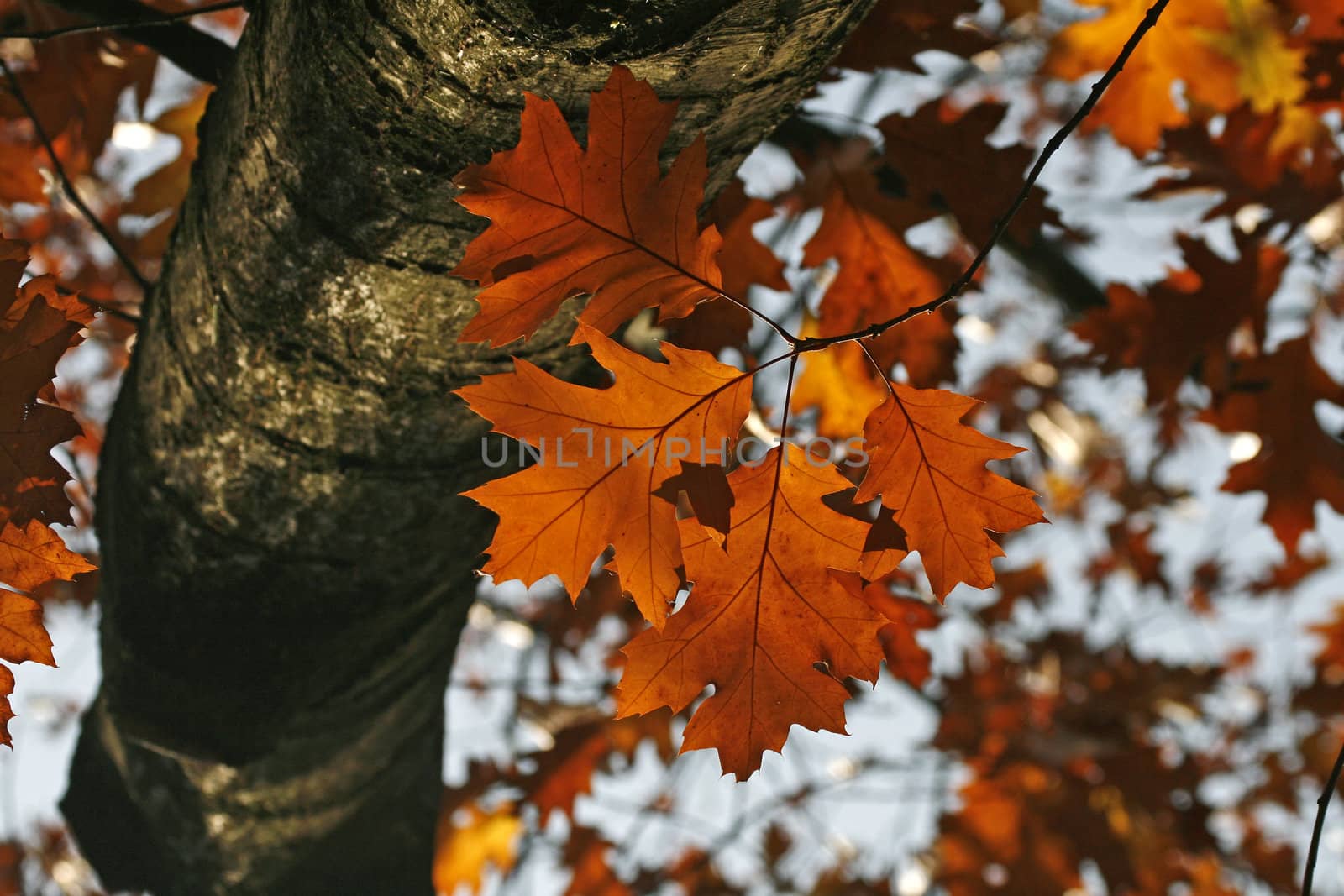 Red Oak in the autumn. Roteiche im Herbst.