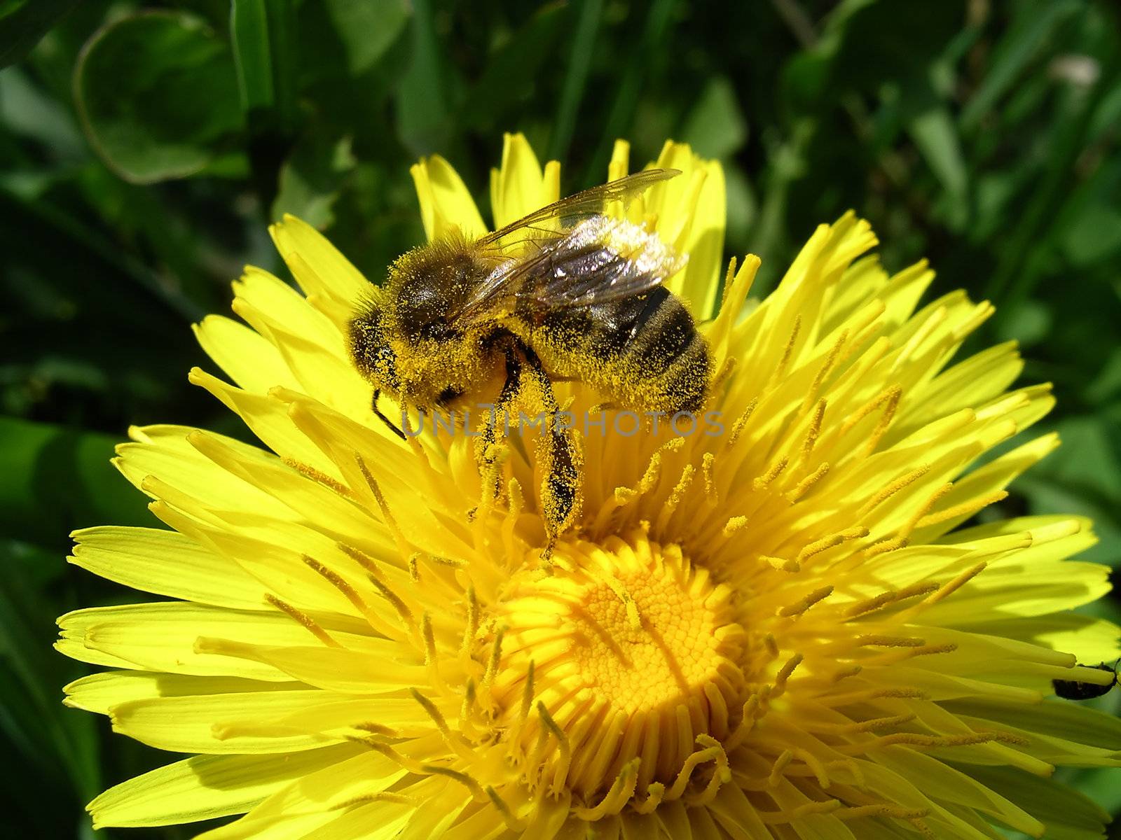 Close view of a honey bee on a dandelion