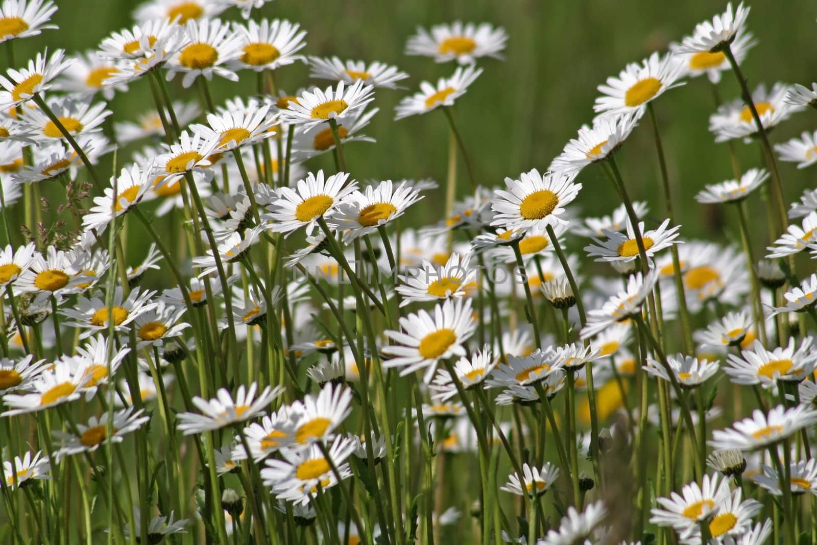 Close view of a field showing a lot of marguerite flowers