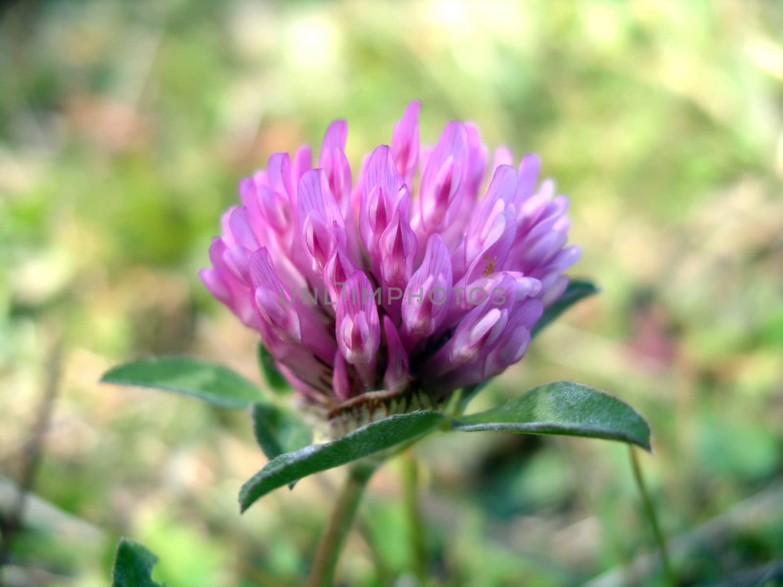 Red Clover by monner