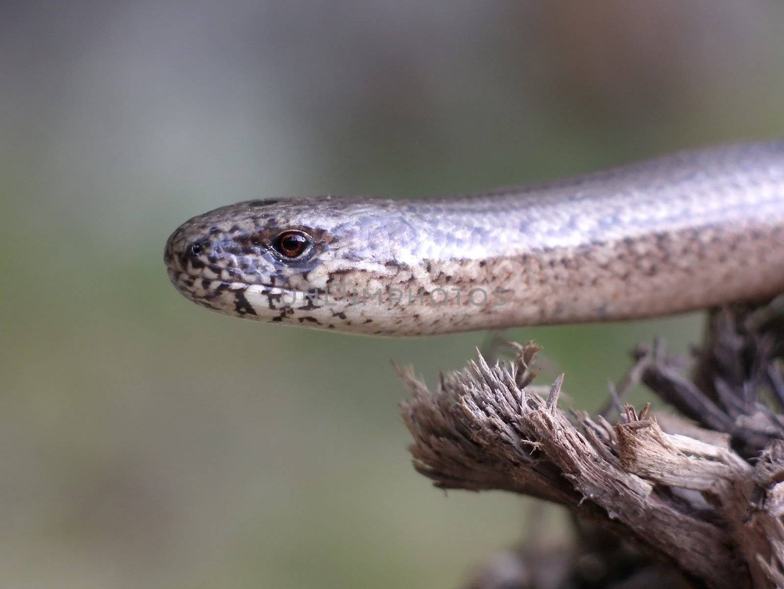 Close view of a blind worm 