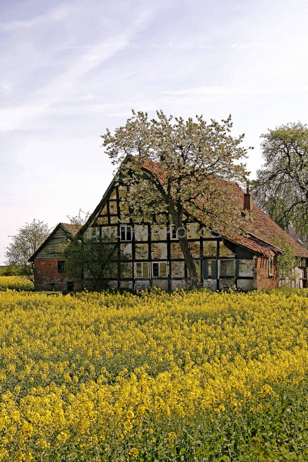 Old timbered house with rapeseed field, near Hilter, Osnabrücker Land, Germany. Hilter, Hof mit Rapsfeld.