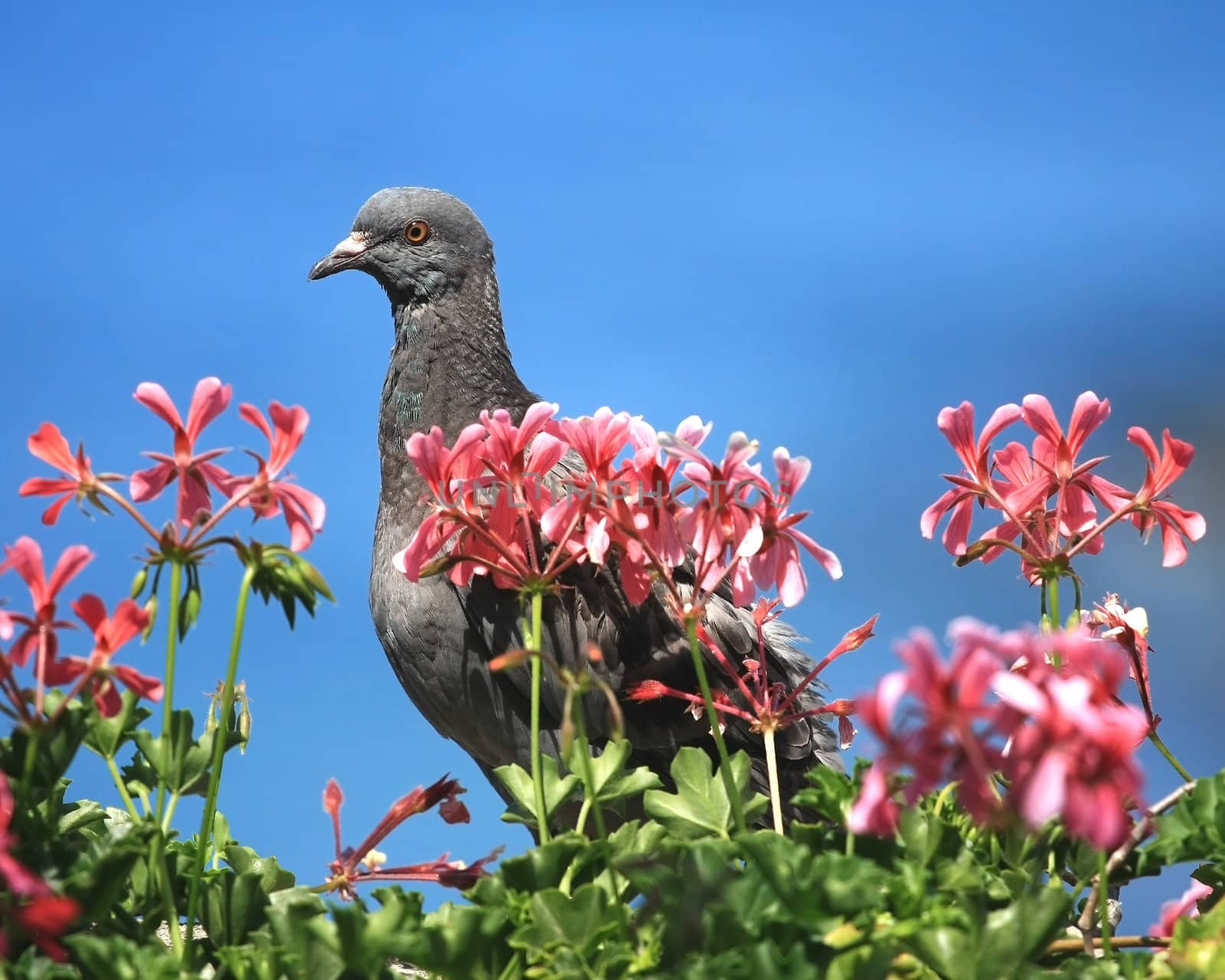 Close view of a pigeon standing behind red flowers
