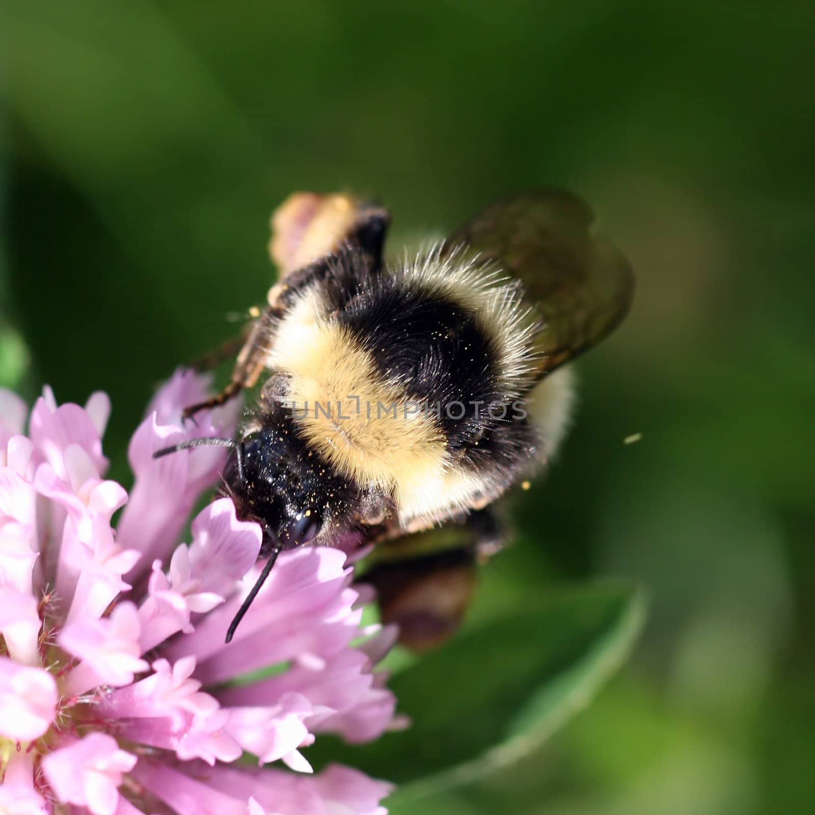 Close view of a bumblebee sucking nectar on a red clover 