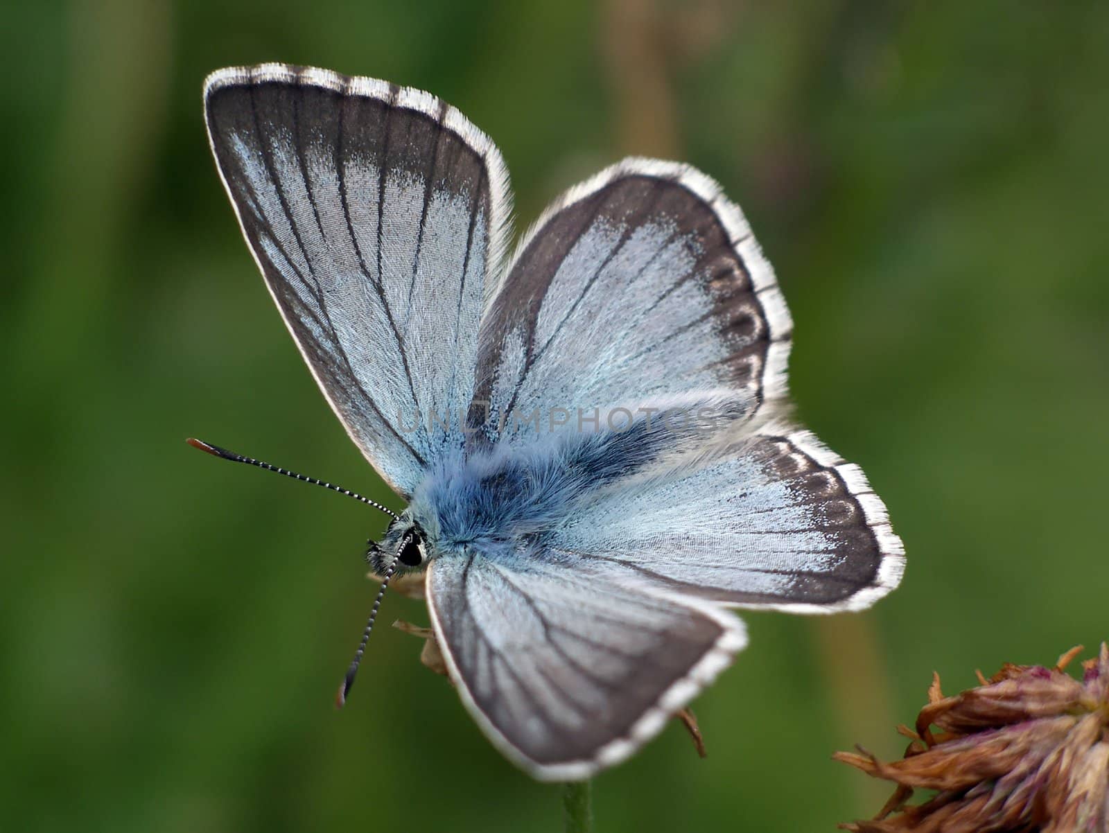 Close view of a butterfly (Lyssandra coridon) on a flower