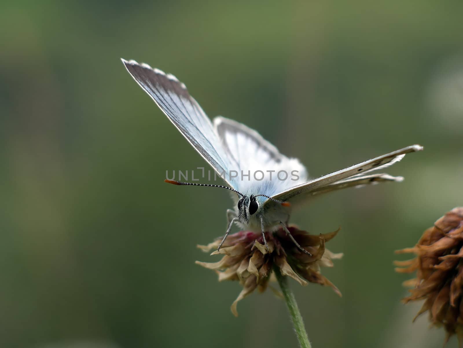 Close view of a butterfly (Lyssandra coridon) sitting on a clover