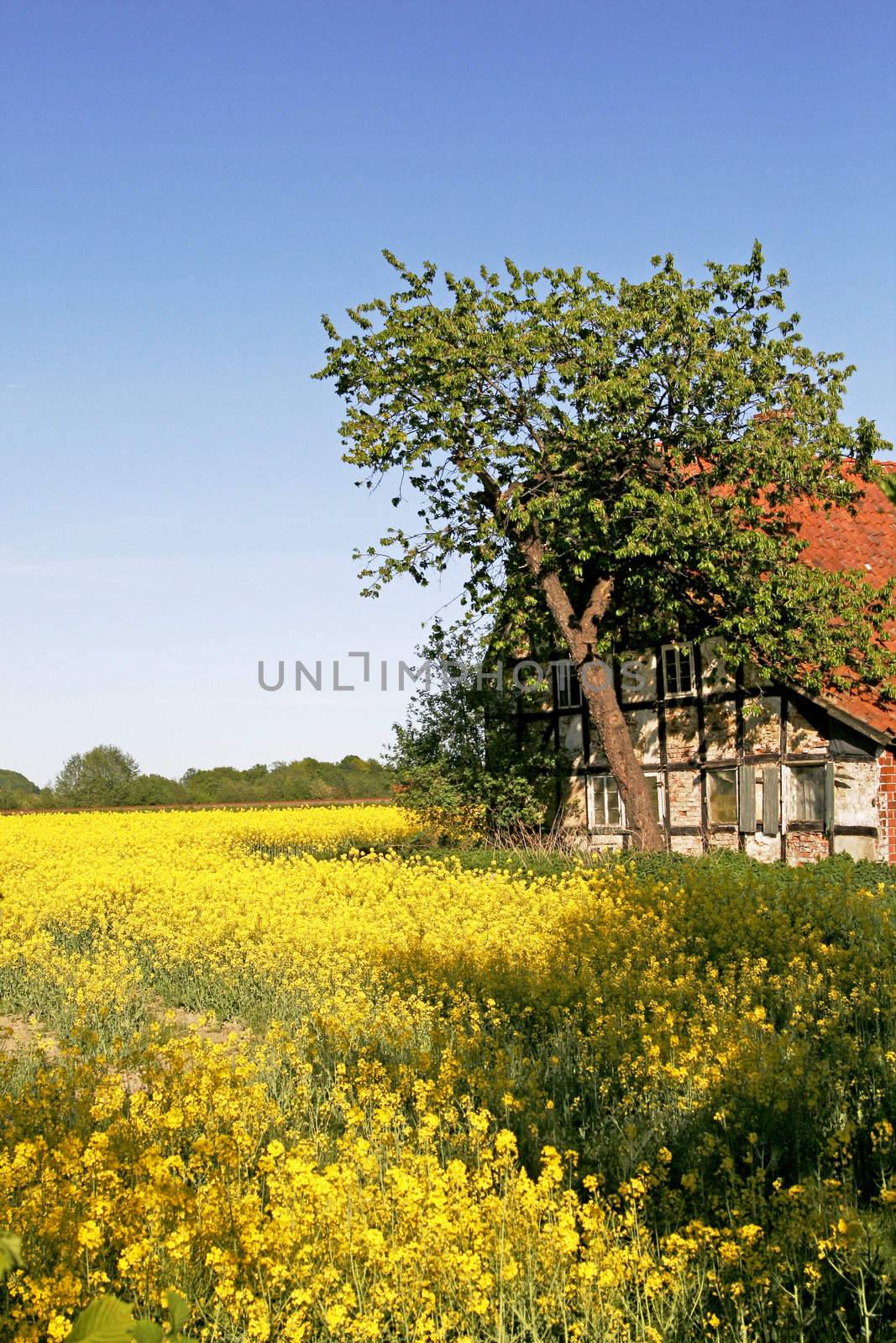 Old timbered house with rapeseed field, Germany by Natureandmore