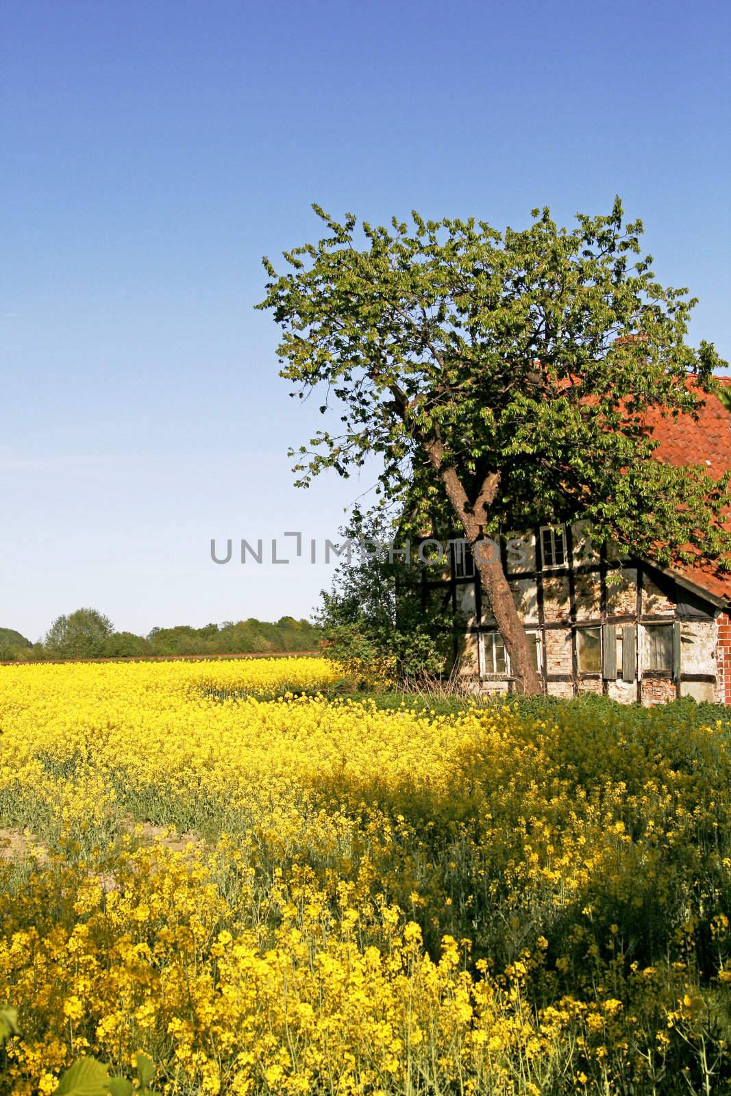 Old timbered house with rapeseed field, near Hilter, Osnabrücker Land, Germany. Hilter, Hof mit Rapsfeld.