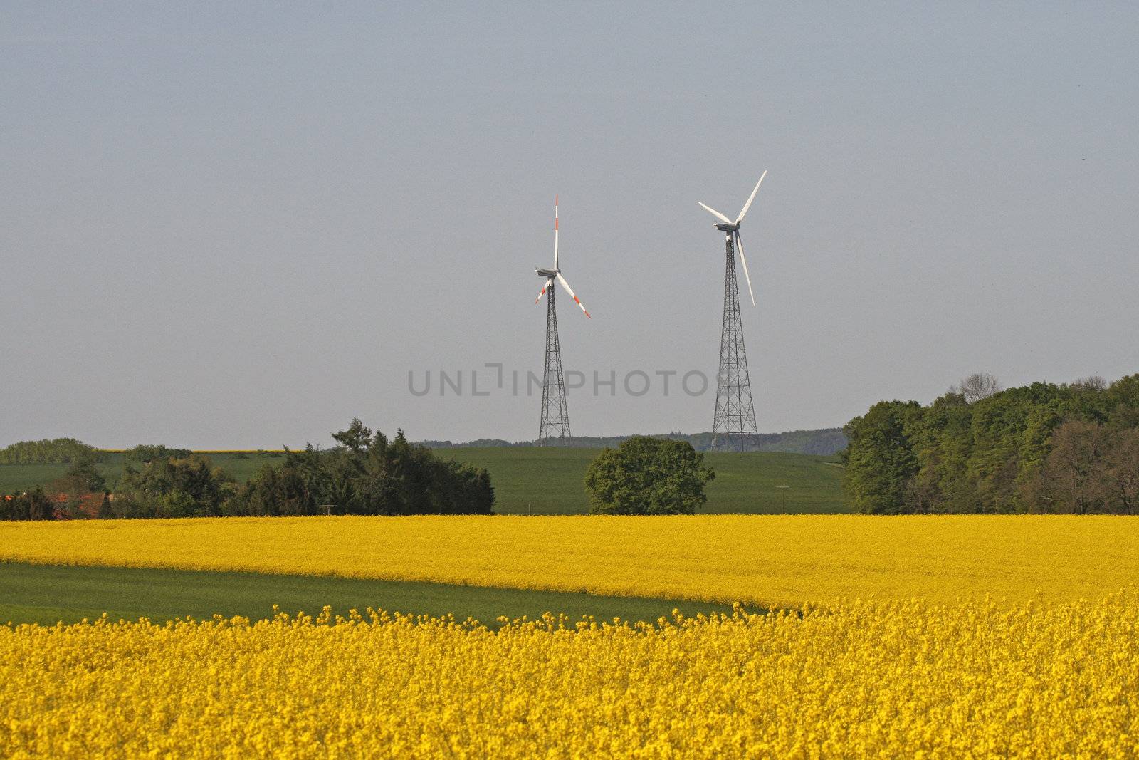 Wind-powered with Rapeseed, near Allendorf, Osnabrücker Land, Lower Saxony, Germany. Rapsfeld mit Windkraftanlagen in Allendorf.
