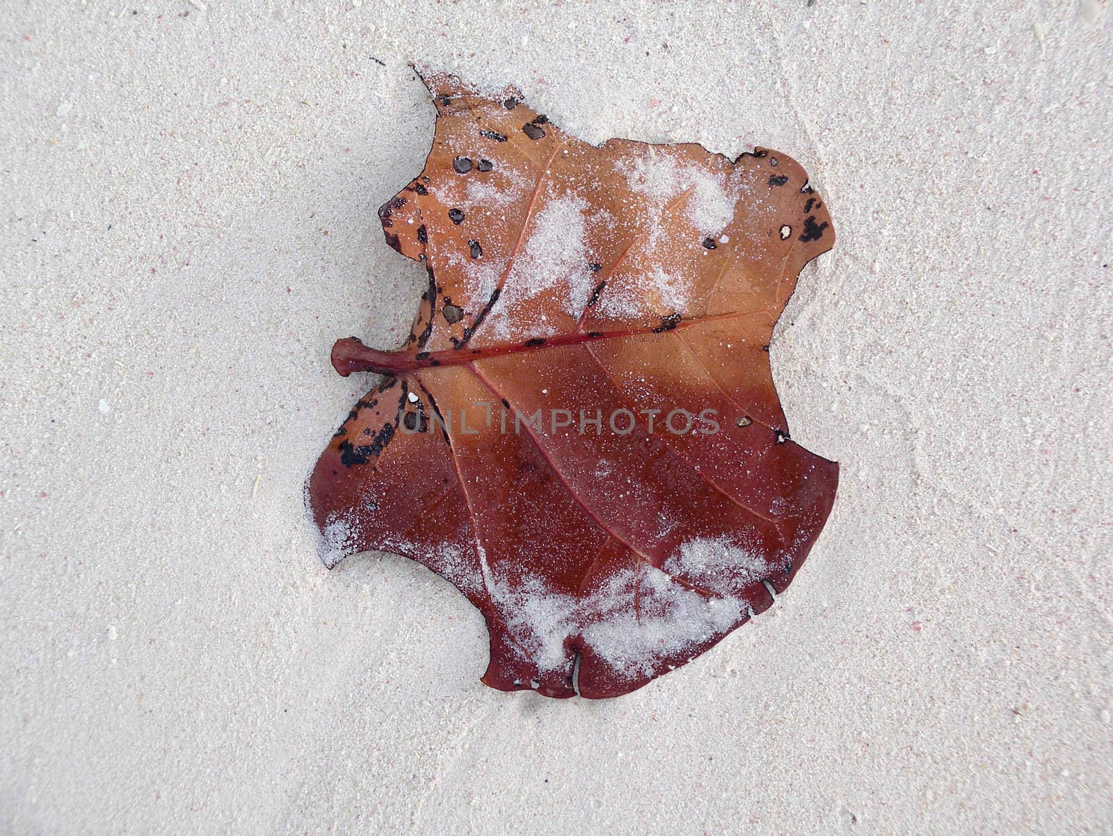 Leaf in the sand by monner