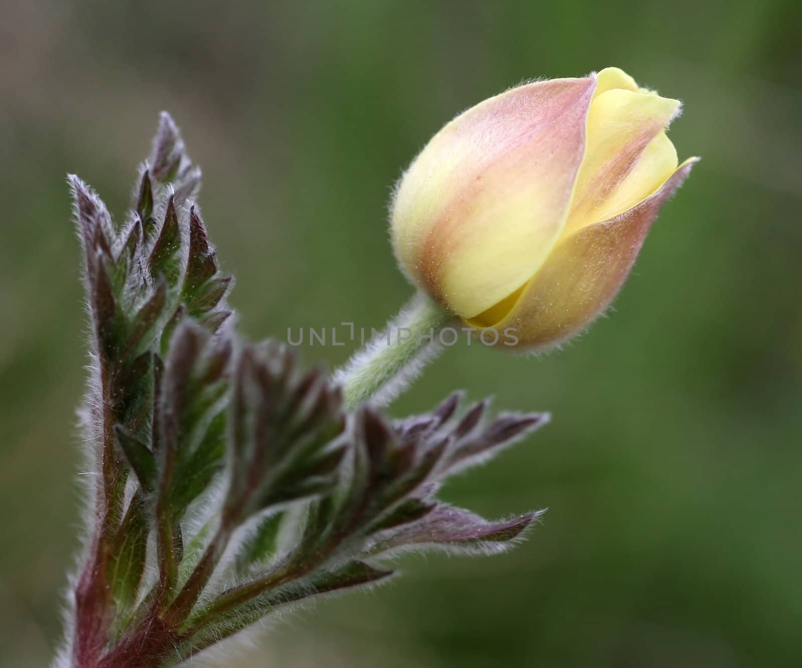 Close view of a closed anemone (anemona sulphurea)