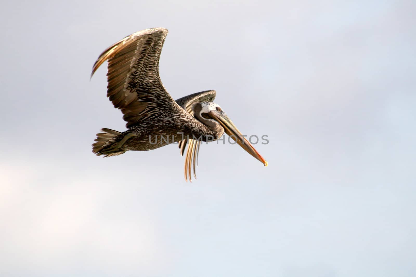 Flying Pelican by monner