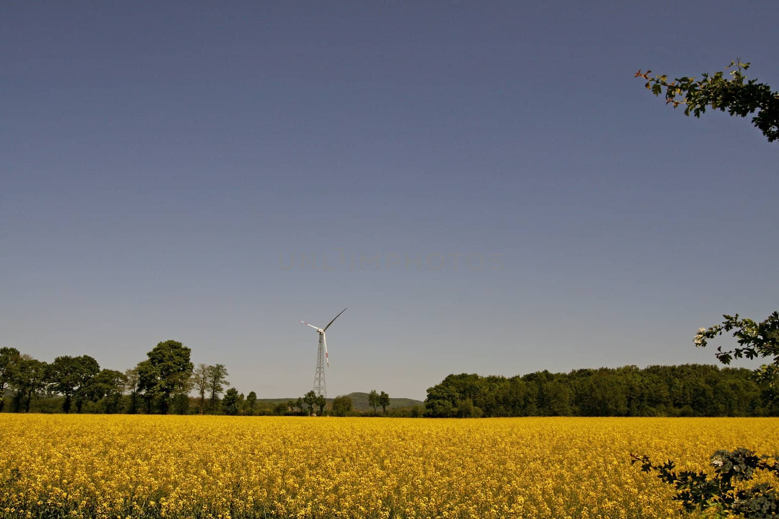 Wind-powered with Rapeseed in Germany by Natureandmore