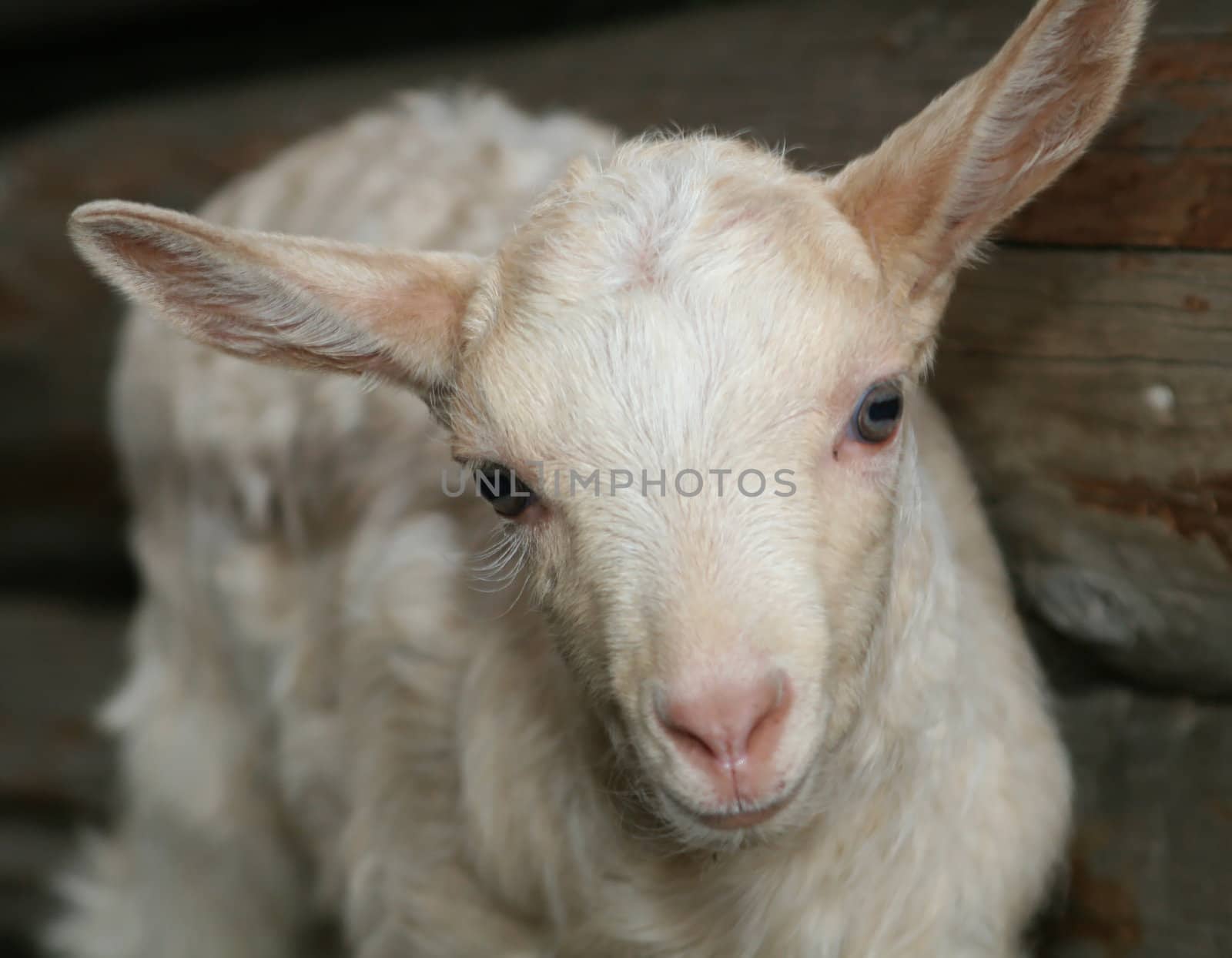 Young white goat looking curiously