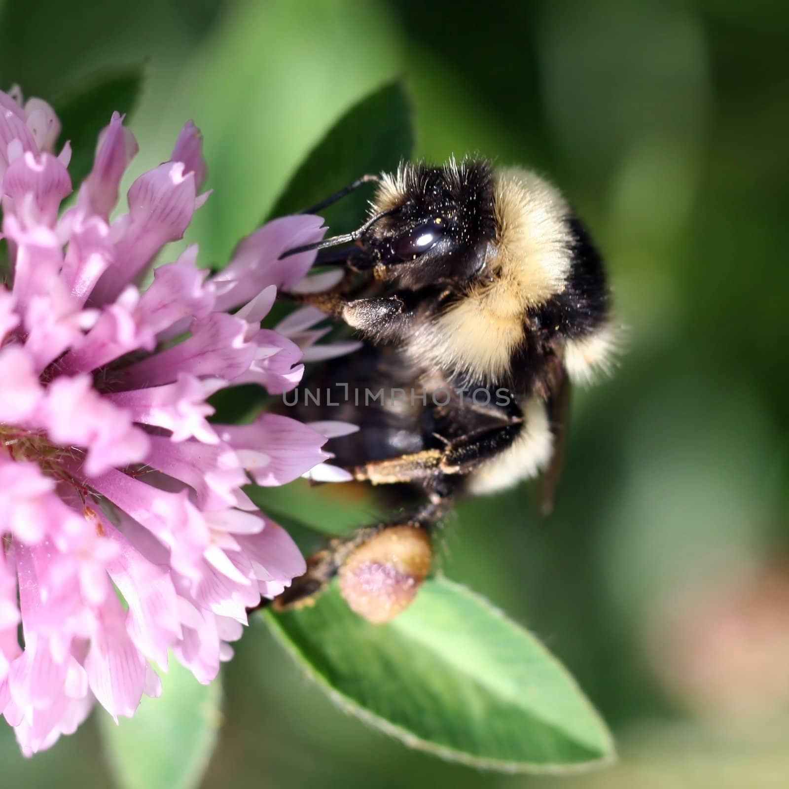 Bumblebee sucking nectar on a red clover  by monner