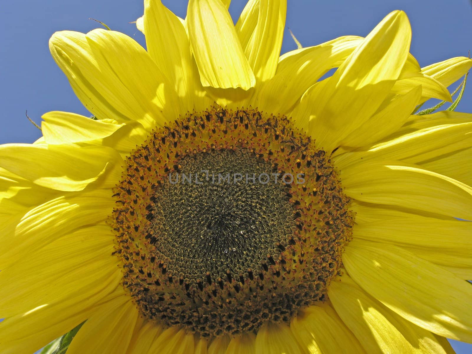 Helianthus, Sonnenblume, Sonnenblumen, sun flower