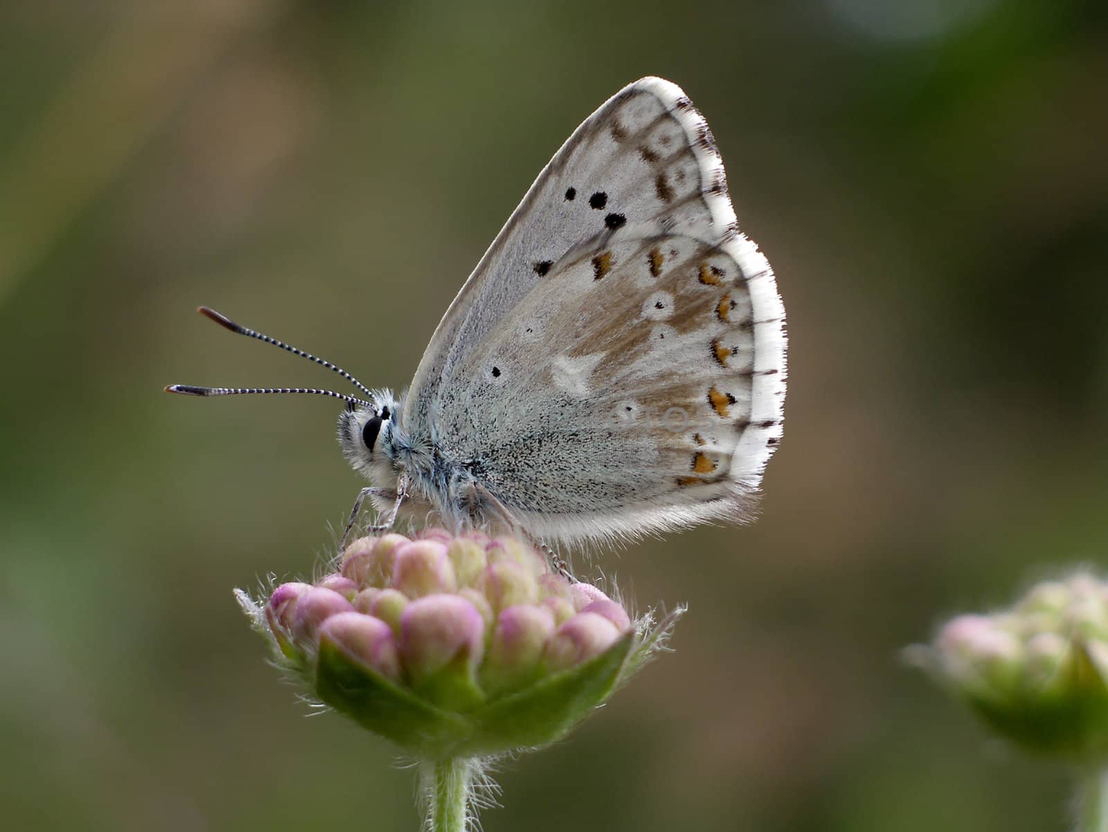 Close view of a butterfly (Lysandra coridon) on a flower