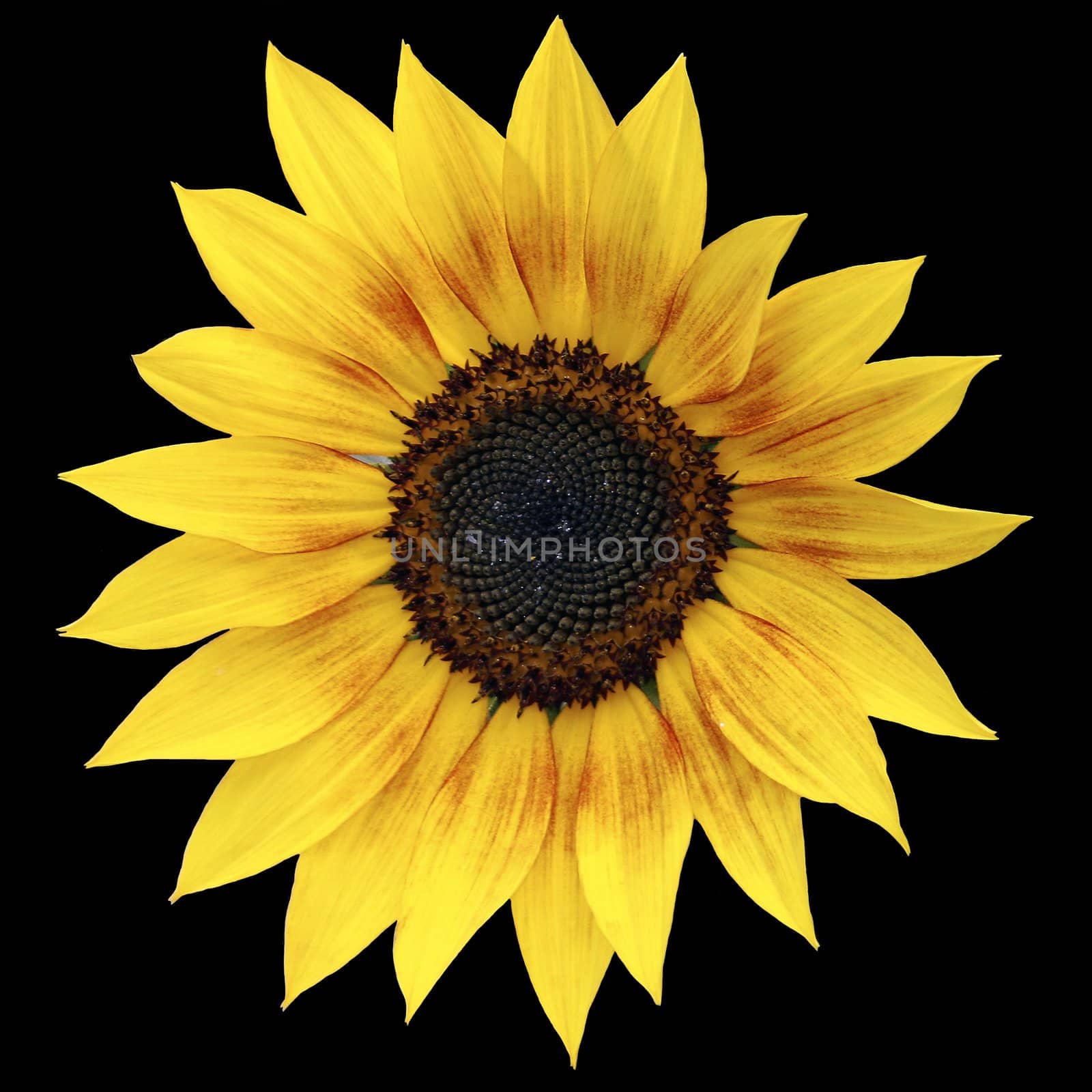 Sunflower by monner