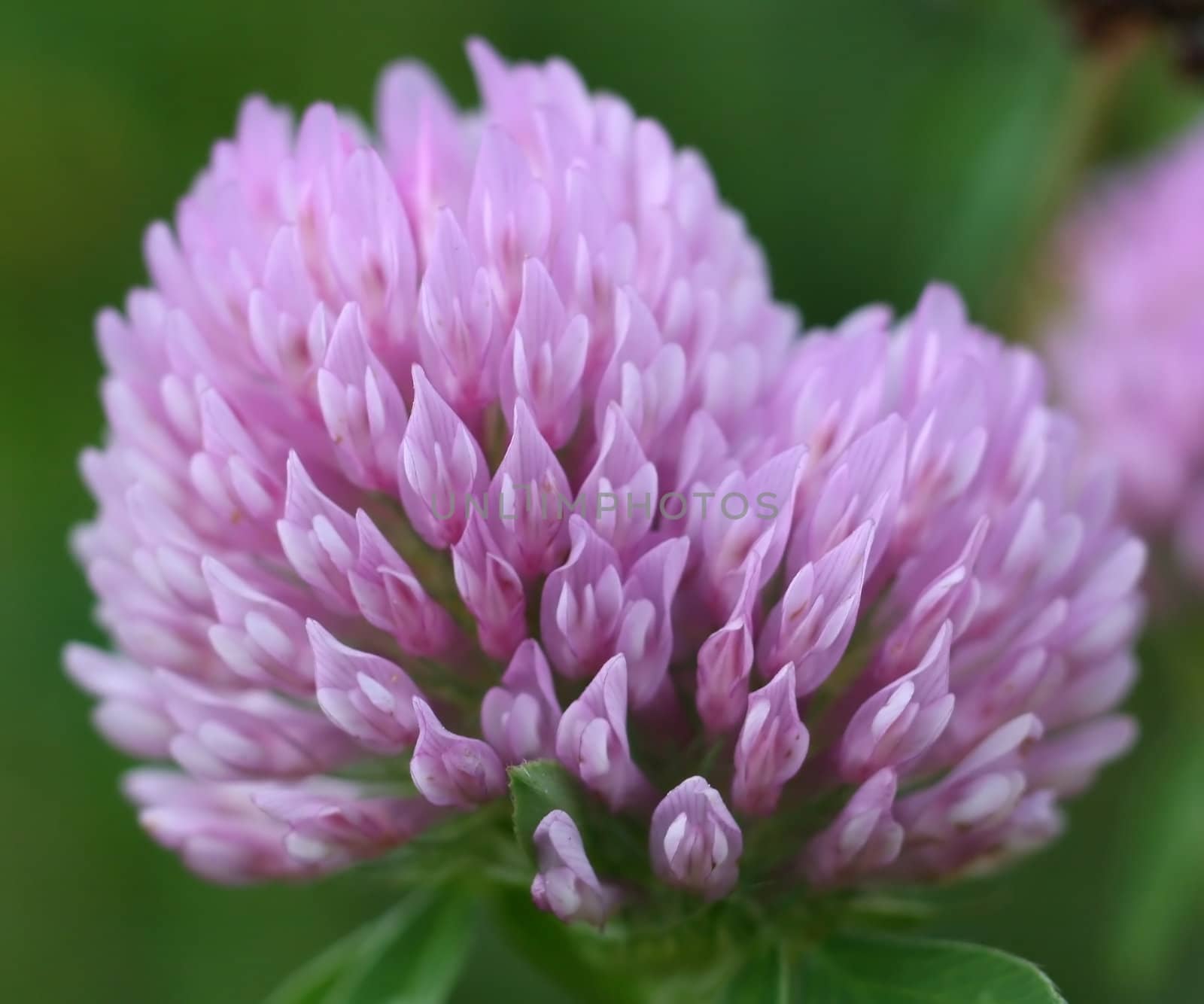 Red Clover by monner