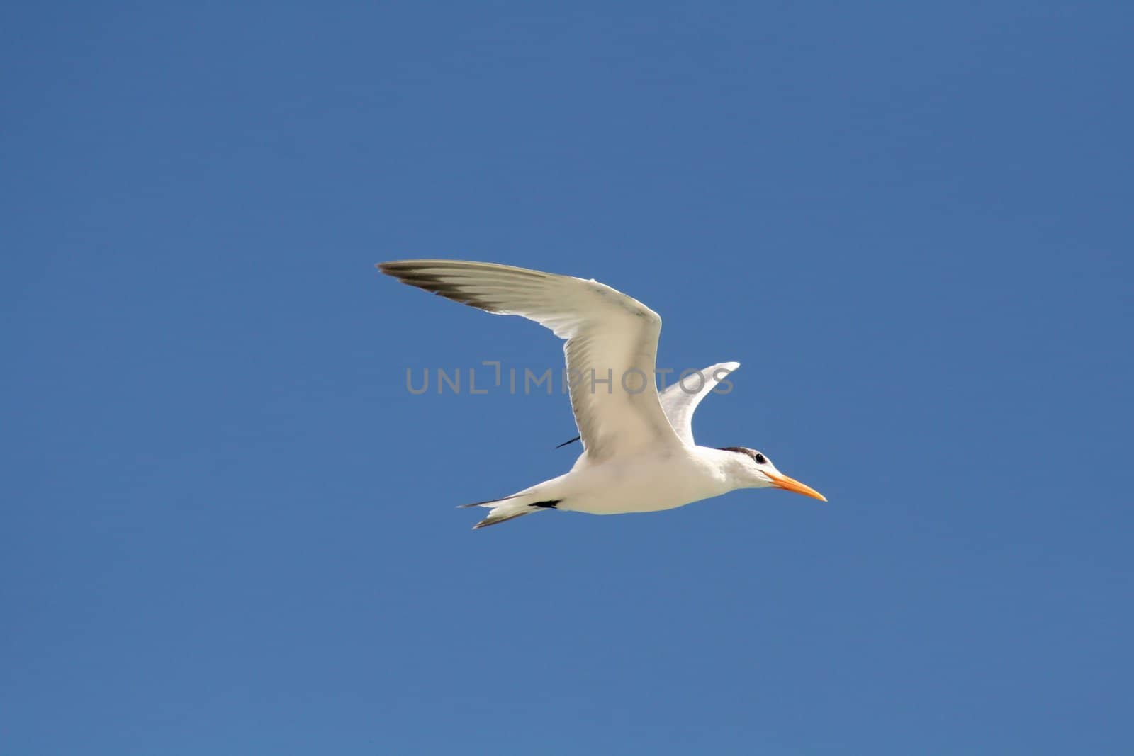 Flying gull high in the air 