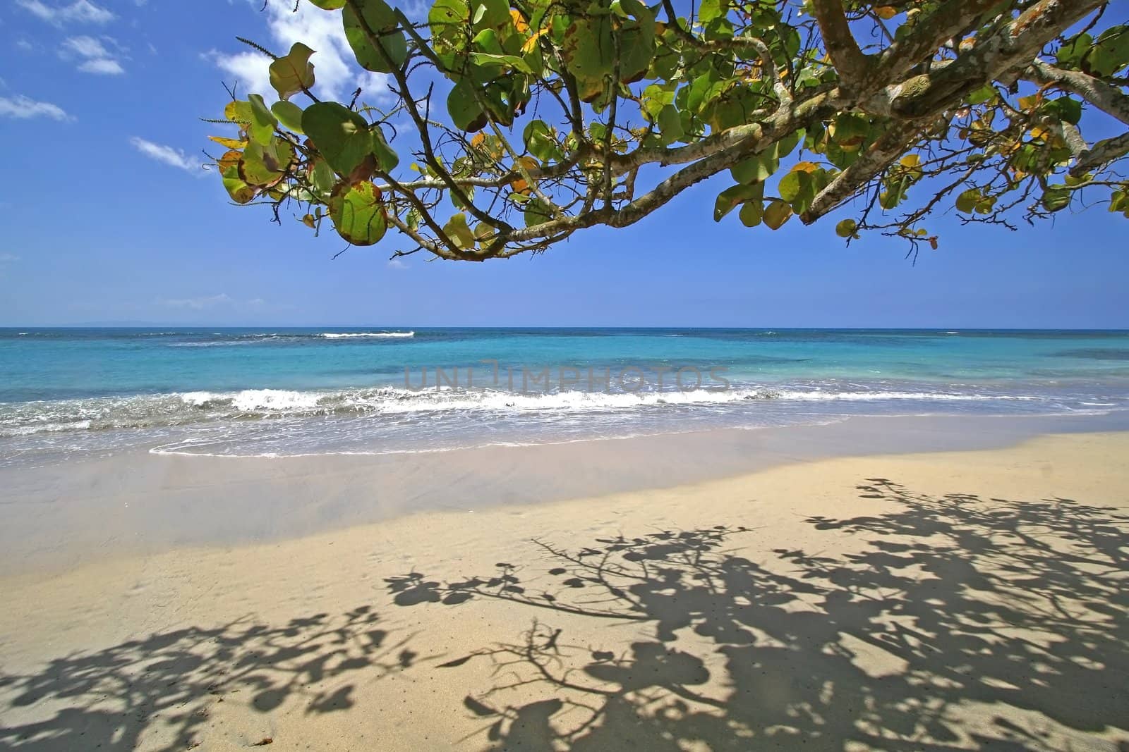 View from the beach to the ocean with a tree on the top