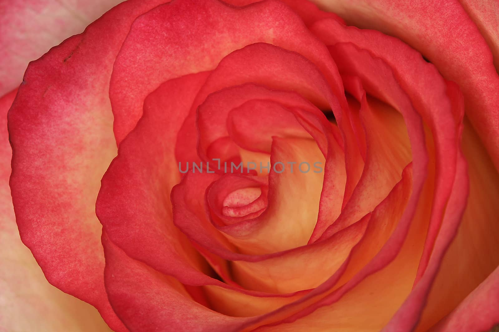 Rosa, Rose (Detail)