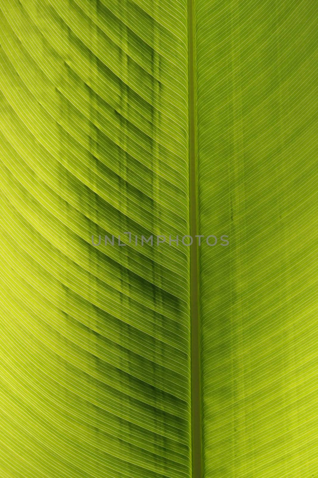 Green leave of a palm. Grünes Blatt, Detail
