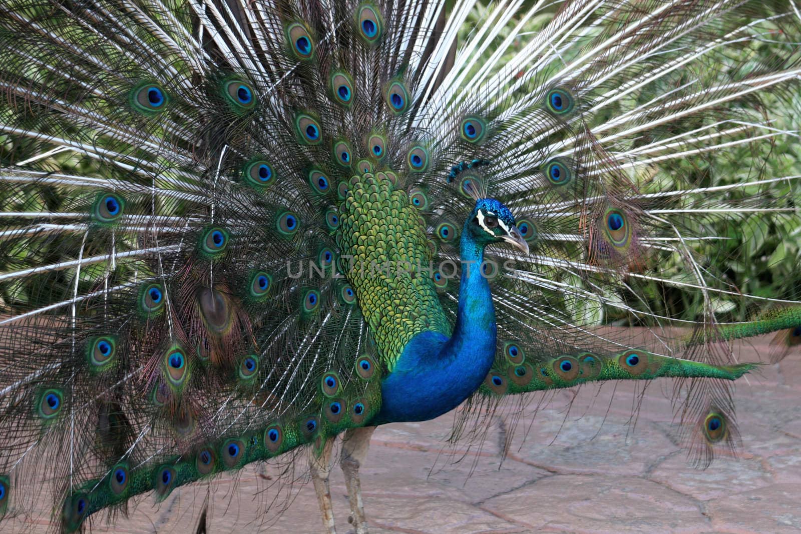 Close view of a colorful male peacock displaying