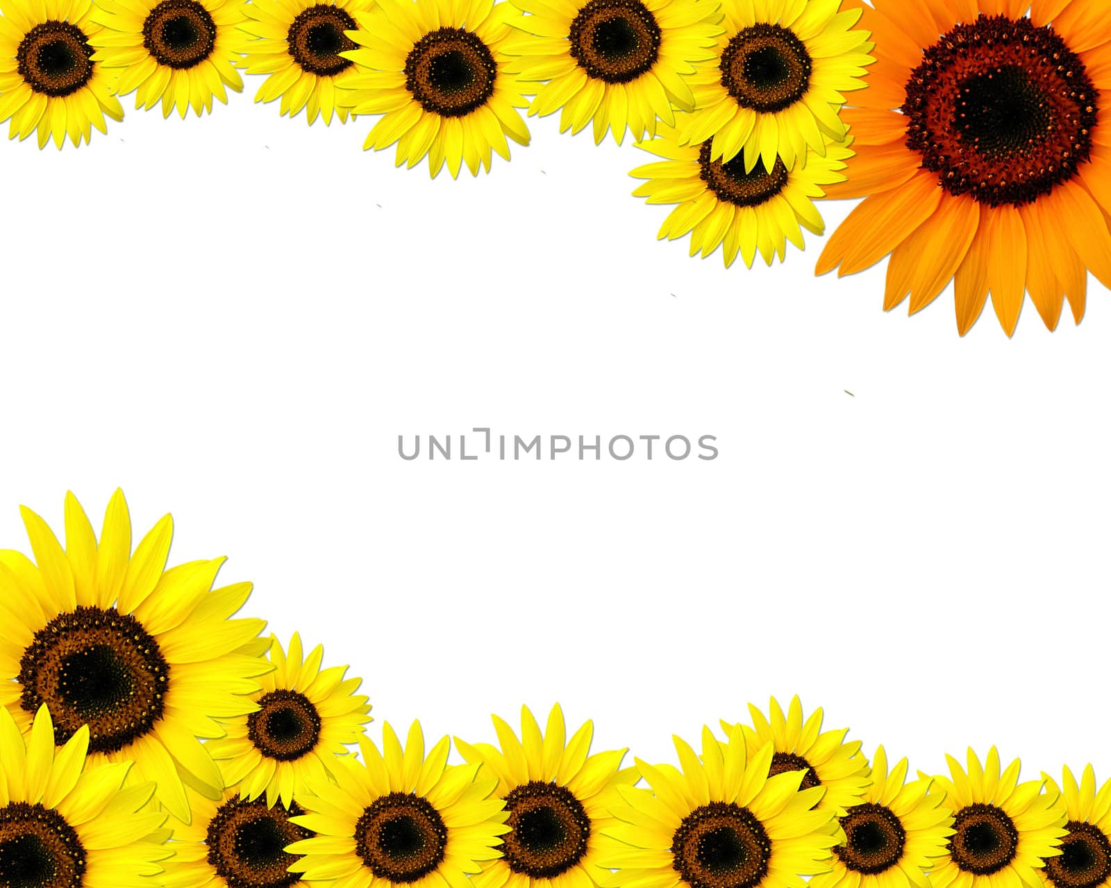 Sunflowers frame with place for you text