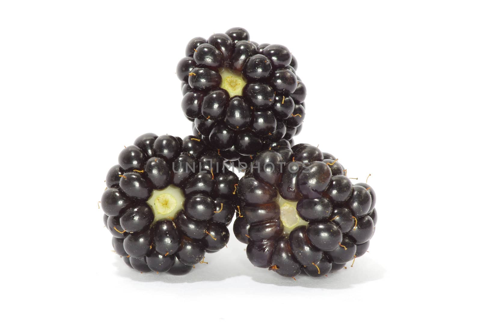 blackberry isolated on a white background